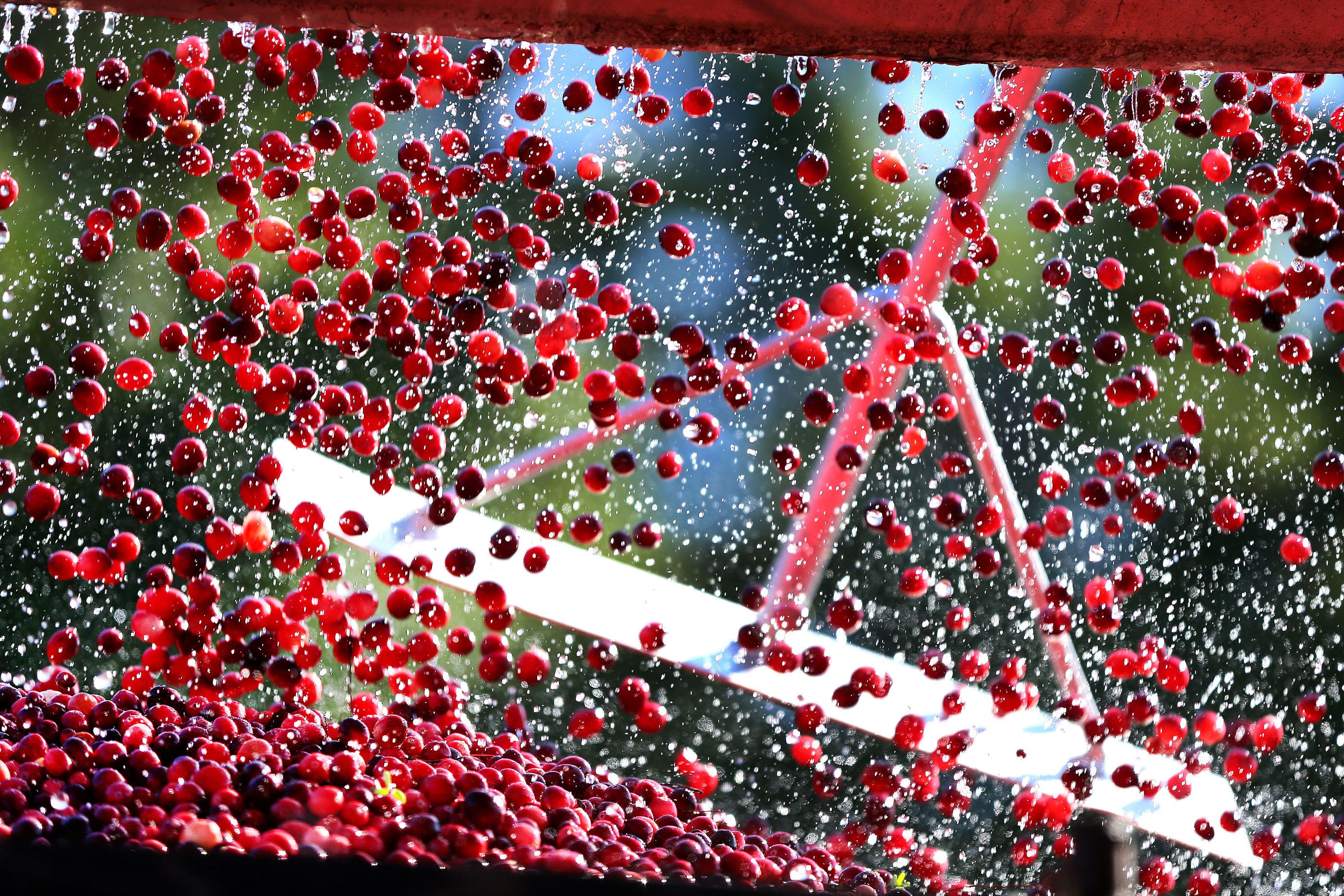 Cranberry harvest season in full swing in Carver The Boston Globe