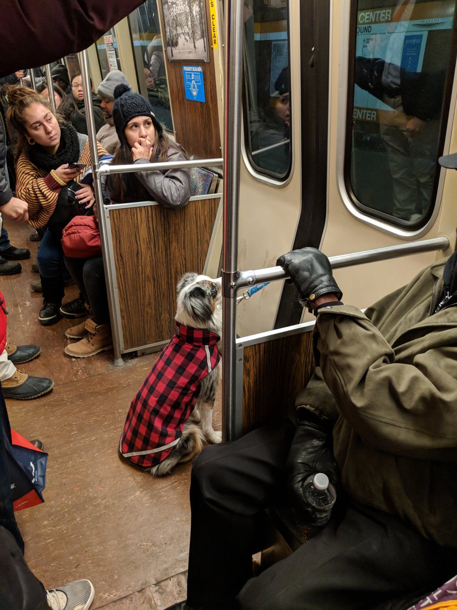 This dog was separated from its owner briefly on the Orange Line Tuesday. The doors opened again and the dog was returned safely to its owner.