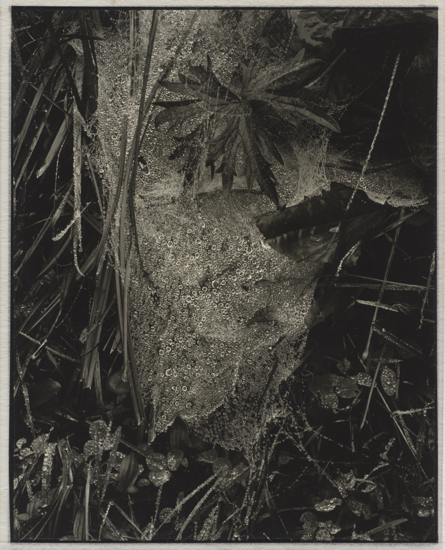 “Cobweb in Rain, Georgetown, Maine” 1927.