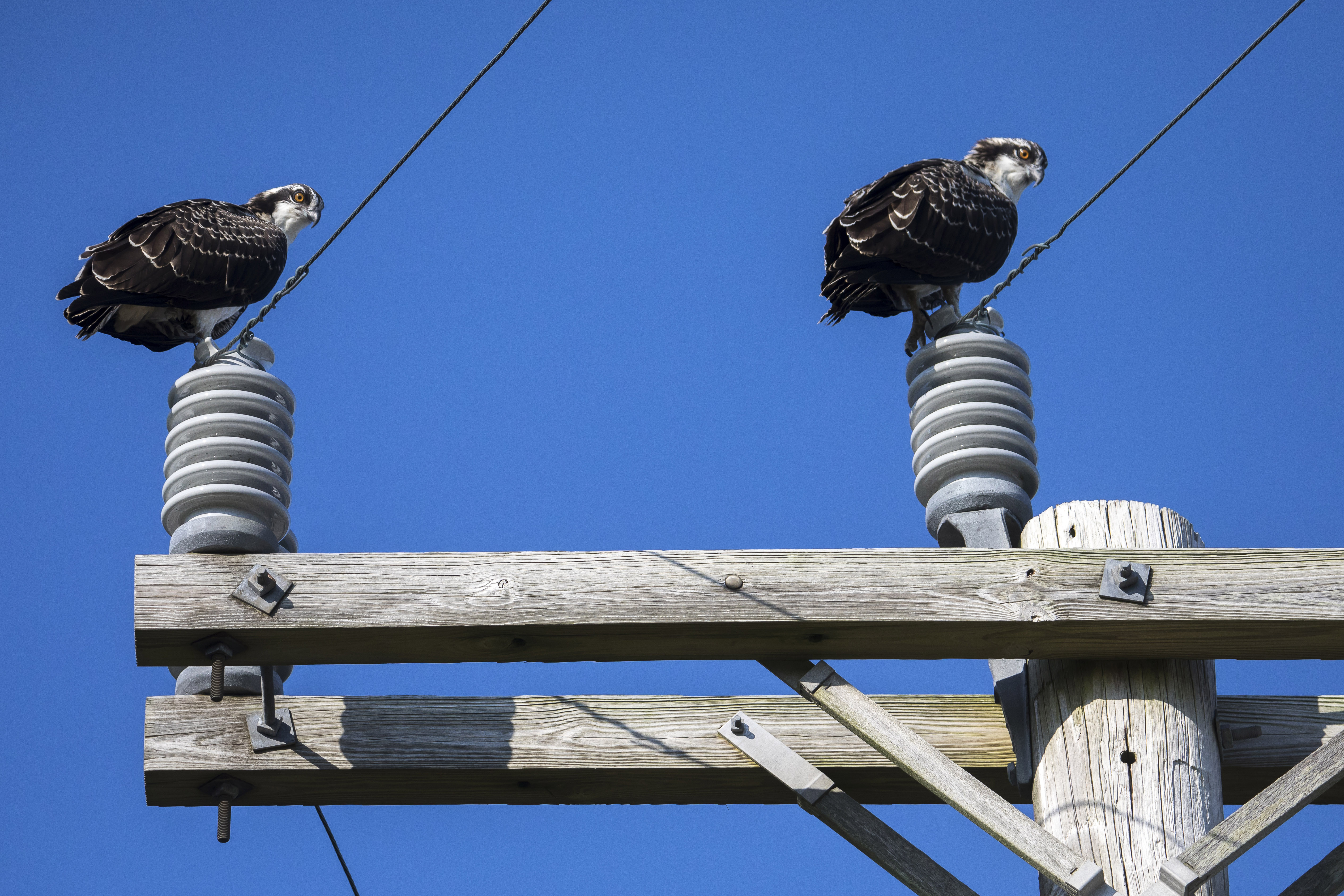 Two juvenile ospreys watched as Martins returned their sibling to their nest.