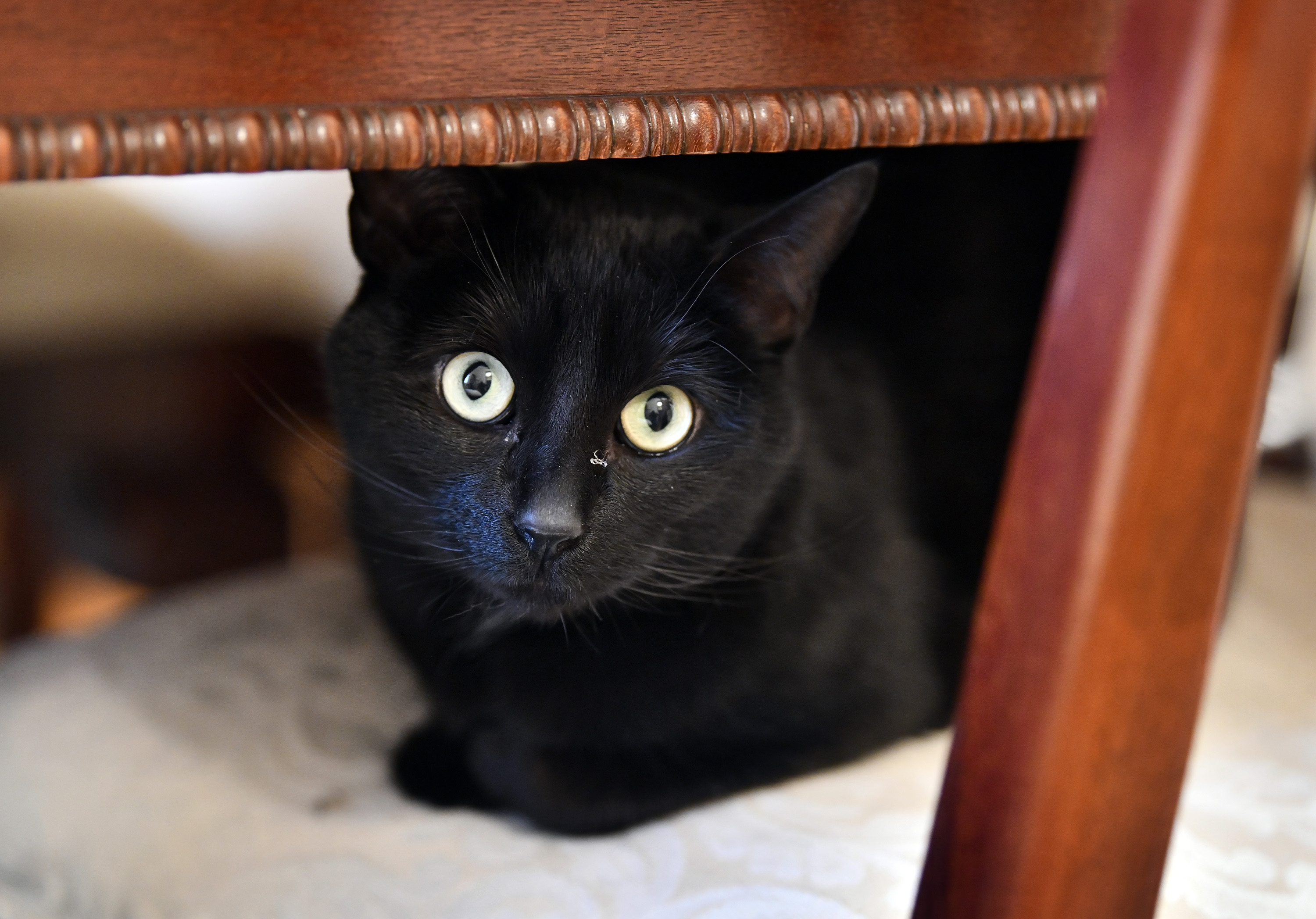 Elijah, one of Geller’s two cats, is a Siamese mix who had beened abandoned in a dumpster.