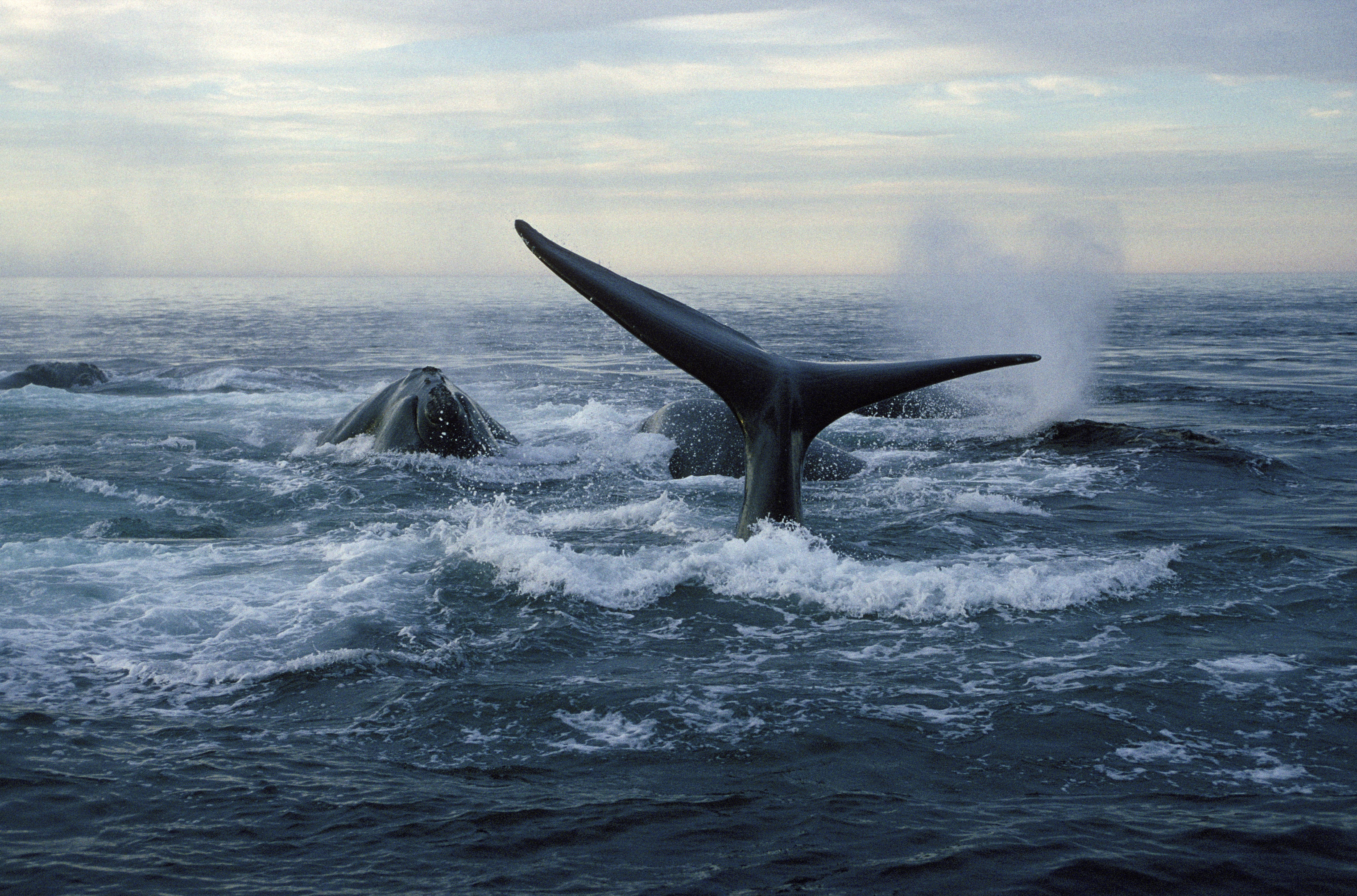 A group of North Atlantic right whales maneuvered in the waters of the Bay of Fundy, New Brunswick.
