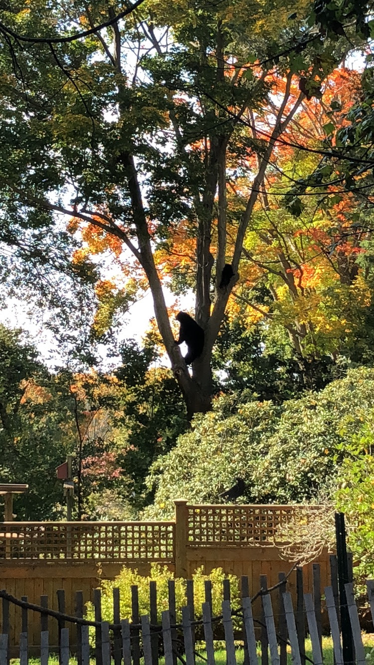 Two black bears in a tree were tranquilized Tuesday.