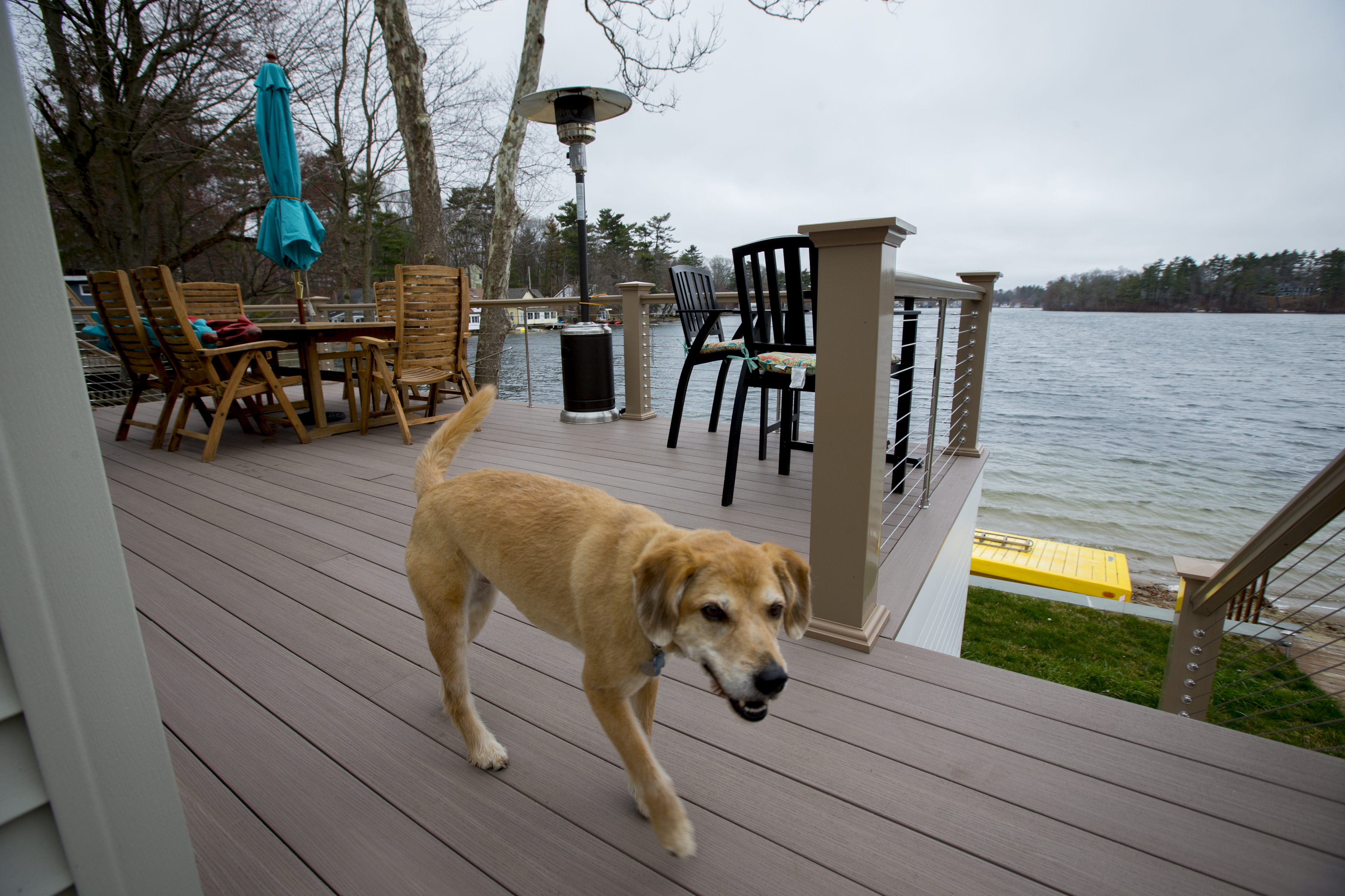 Donna Remmes’s dog, Denny, patrols the deck of their home along Lake Archer in Wrentham.