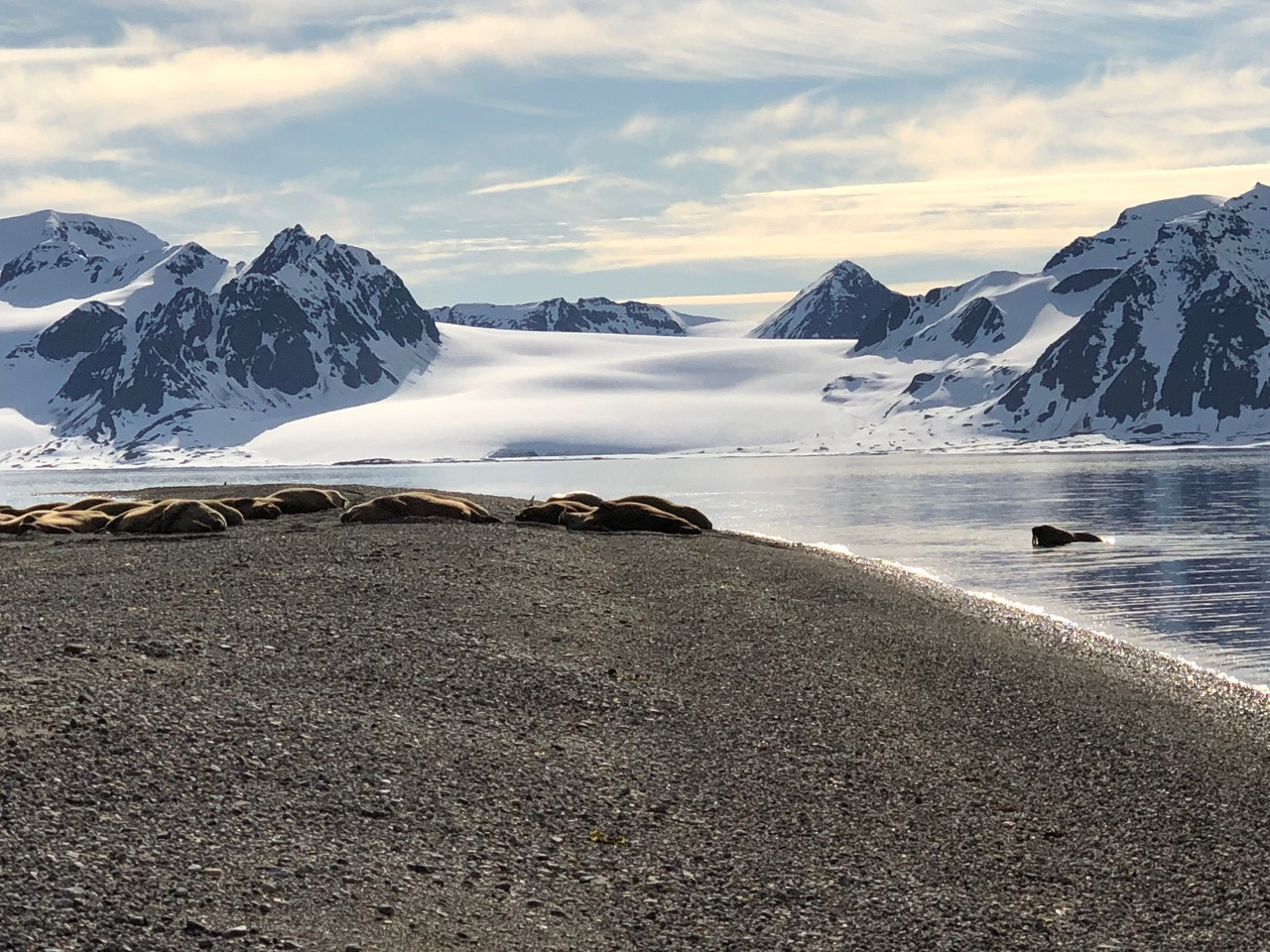 Walrus sighting in Sarstagen.