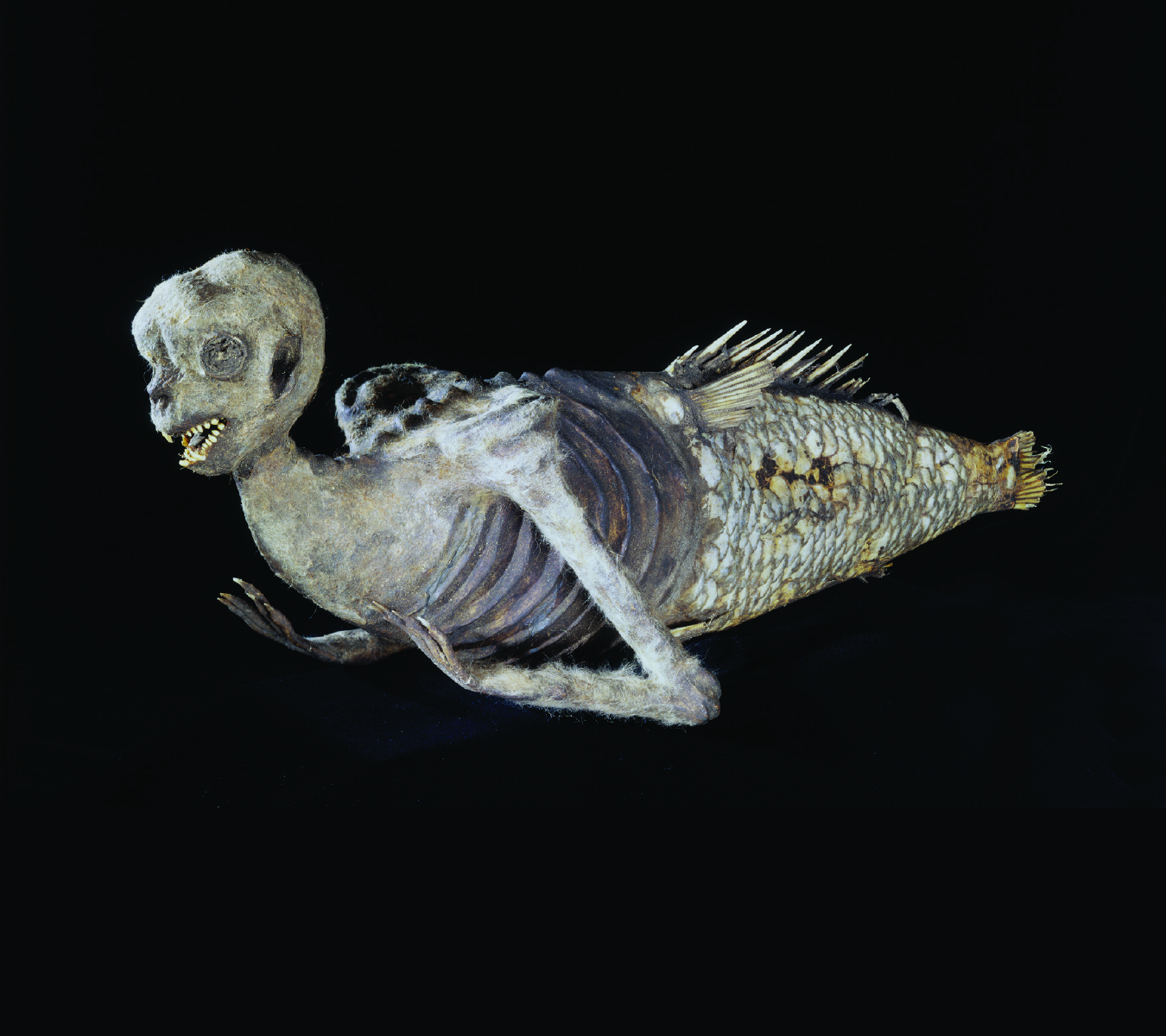 The “FeeJee Mermaid,” which dates back to the 1800s, was showcased by P.T. Barnum in New York and other parts of the country to curious fanfare.