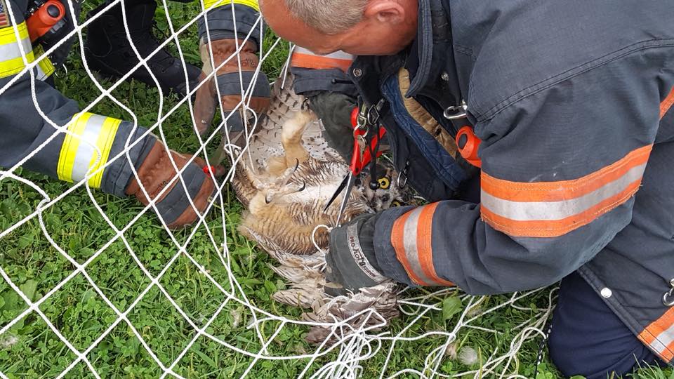 Owl rescued from soccer net in Fitchburg - The Boston Globe