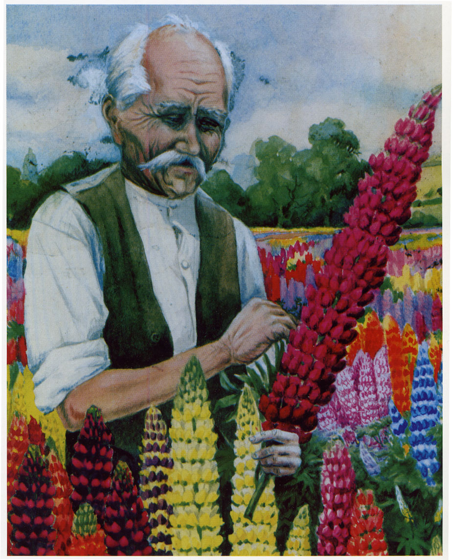 A painting of George Russell, the horticulturist who single-handedly changed the lupin.