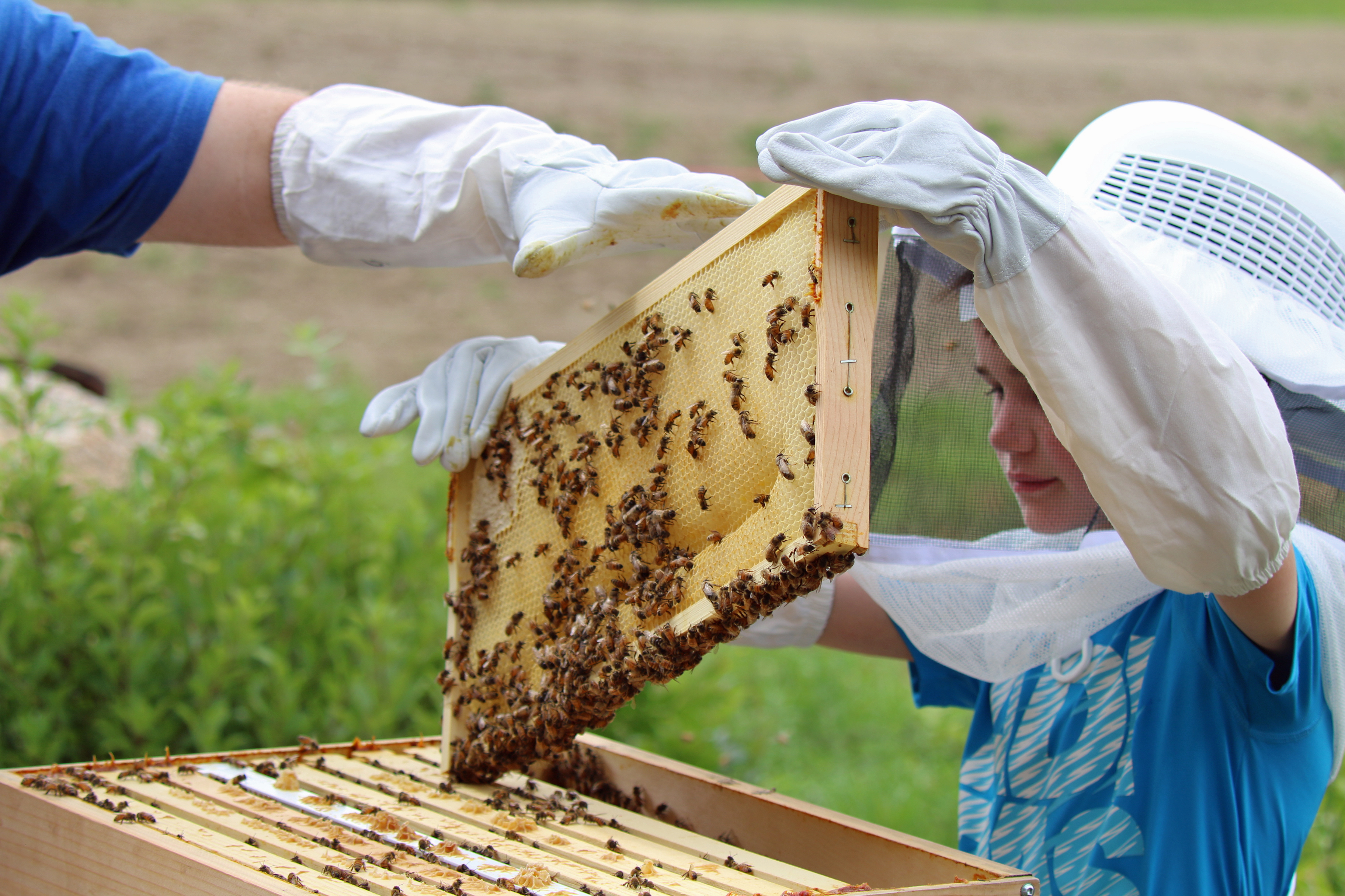 Adults and kids age 8 and up can assist a beekeeper and learn all about honeybees on tour at Ginny Bee Honey Farm.