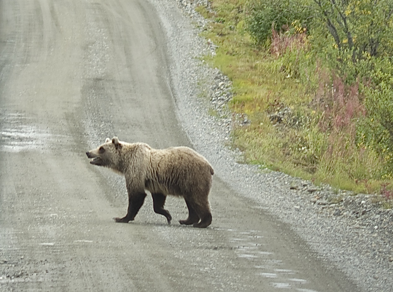 A bear was spotted on the road inside Denali National Park and Preserve.