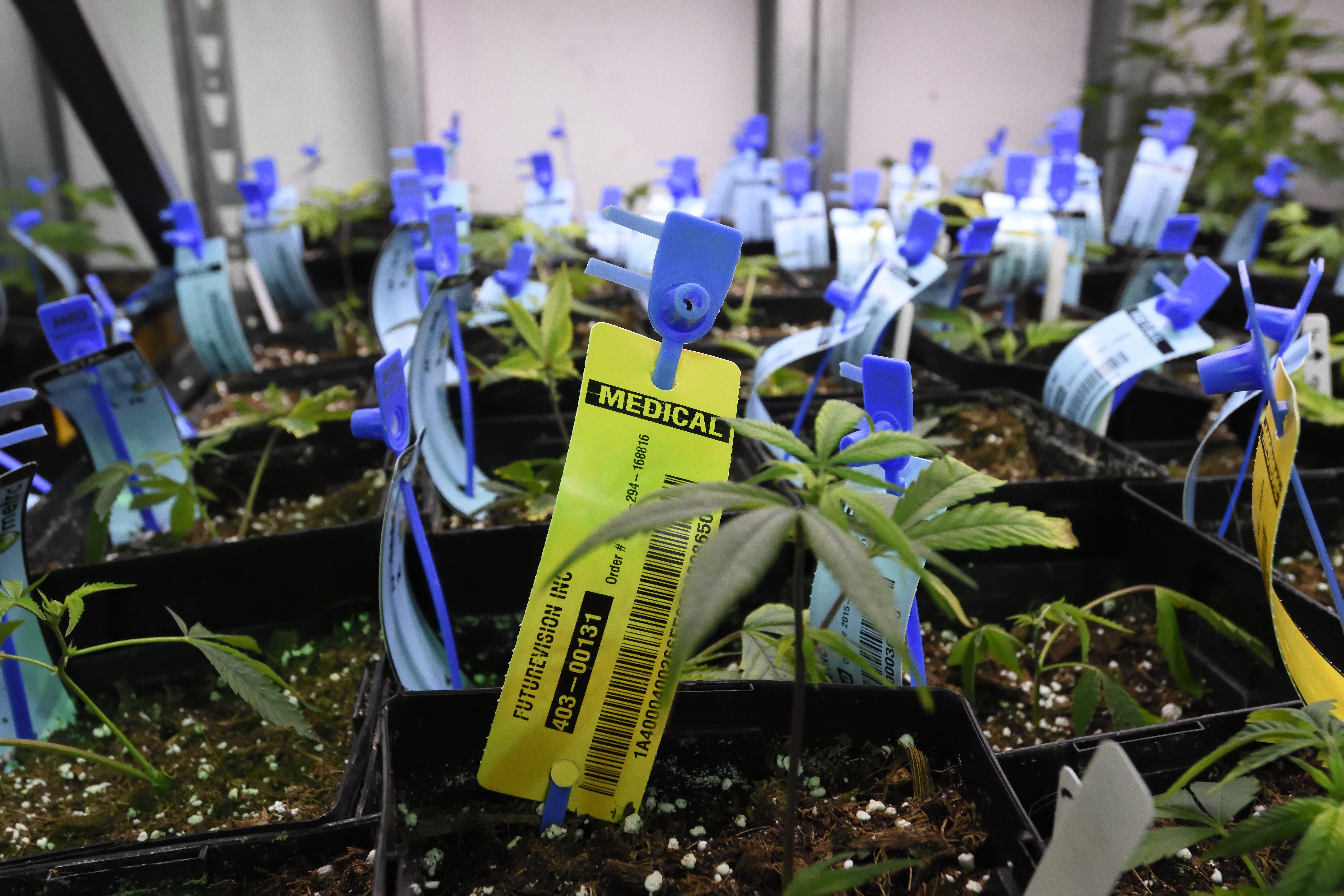 Young marijuana plants were tagged with the genetic history of each plant at the Medicine Man marijuana dispensary in Denver.