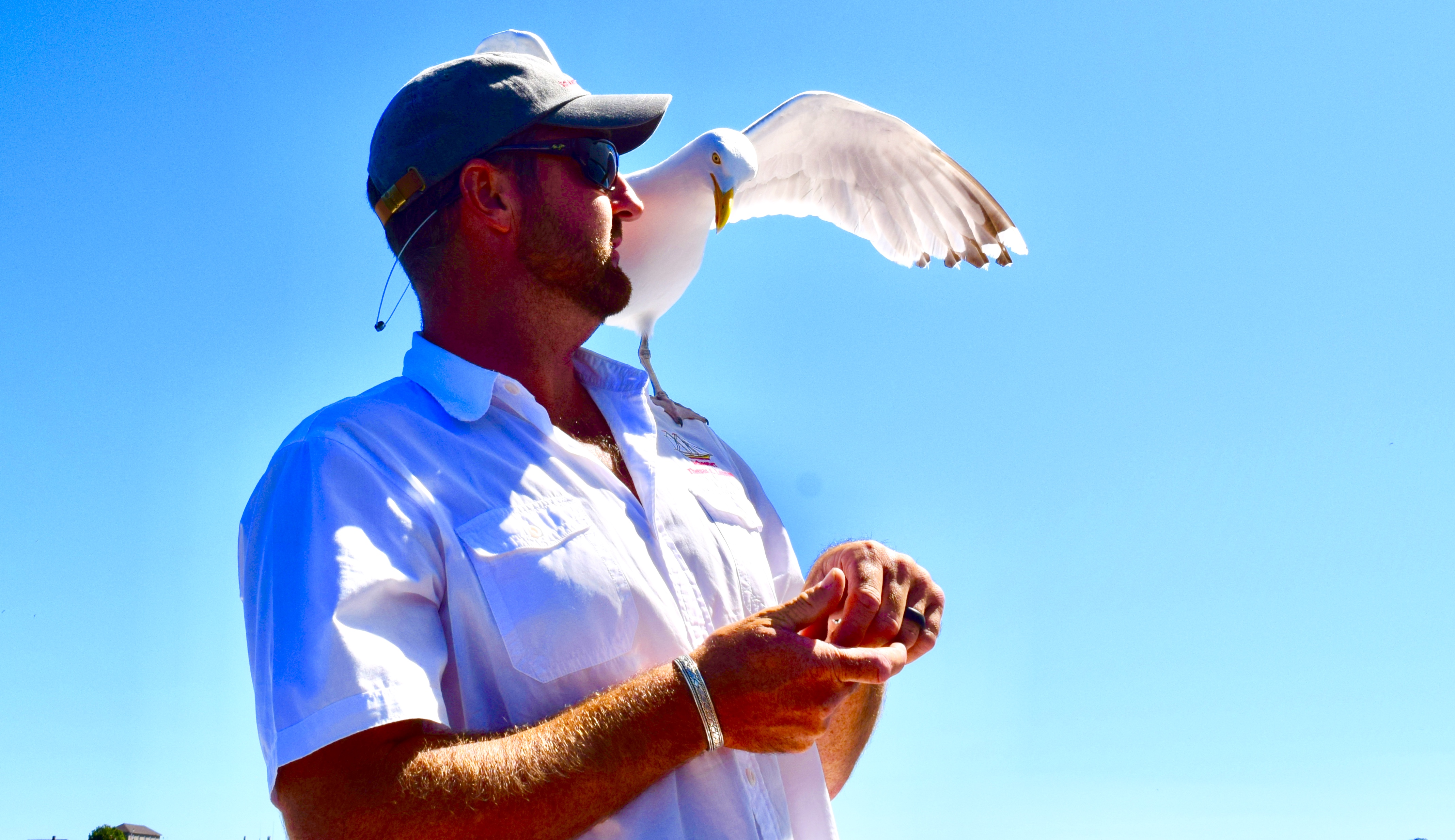A friendly seagull on the Schooner Thomas E. Lannon.