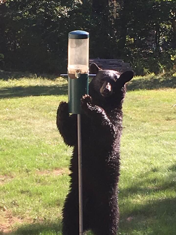 Hungry black bear seen wandering through Bedford The Boston Globe