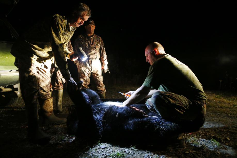 Wayne Plummer bent down to field dress a bear for a hunter after the first day of bear hunting in Kokadjo, Maine. Hunters pay him $2,000 a week to guide them to a clear shot.