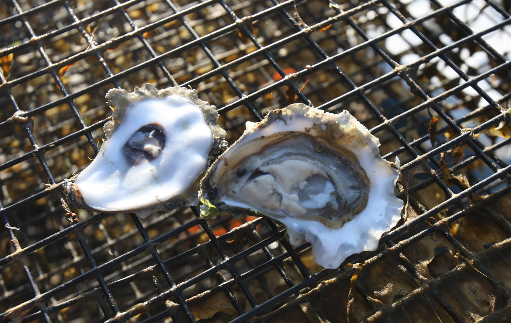 Massachusetts oysters, by the numbers The Boston Globe
