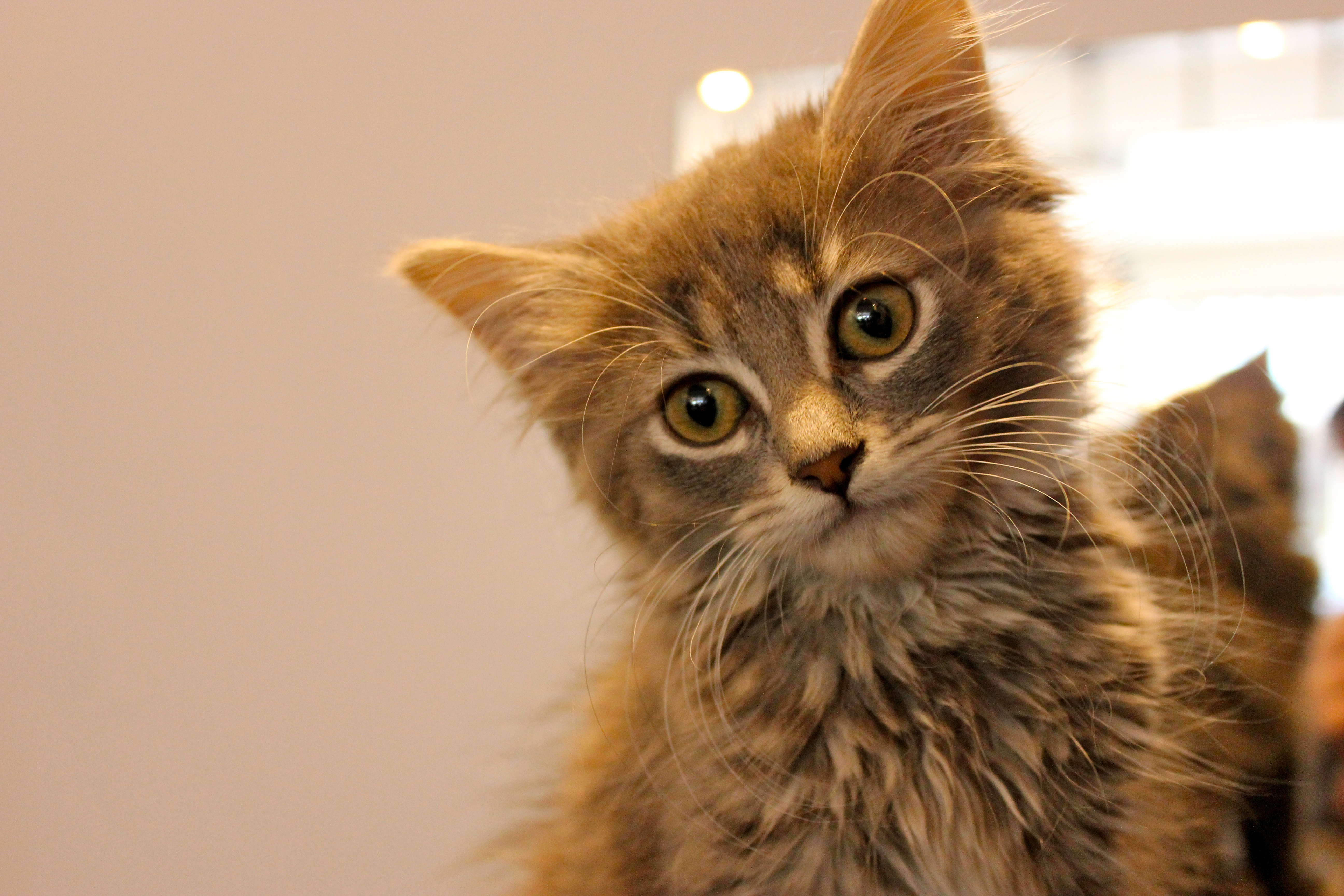 This kitten named Luna is a resident of Cafe Chat L’Heureux.