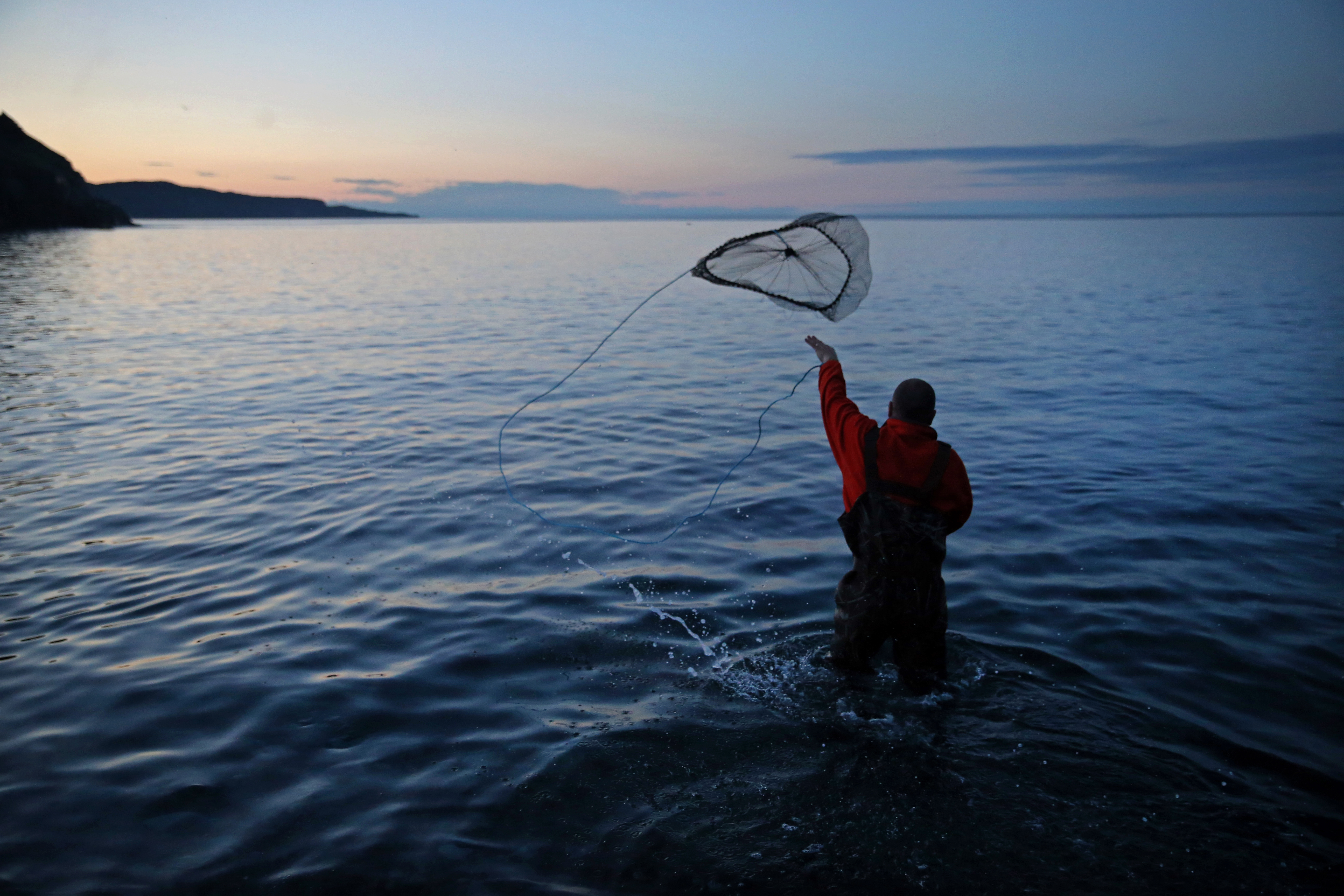 Craig Purchase, associate professor of biology at Memorial University of Newfoundland, used a net to gather capelin for his research at Middle Cove Beach in Newfoundland. The silver fish spawning on the shore are the primary food source for cod.