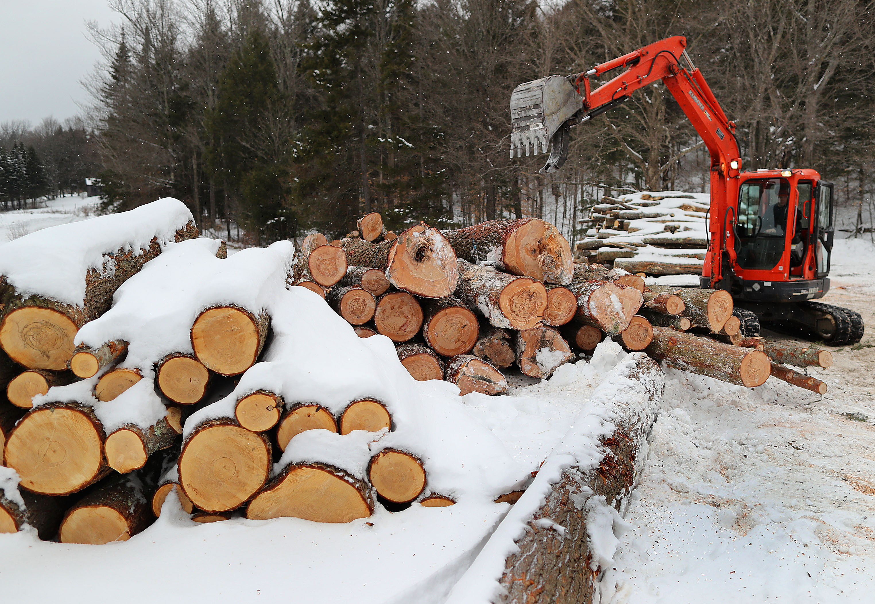 A loader piled cut logs on the property of Morse Farm Sugarworks.