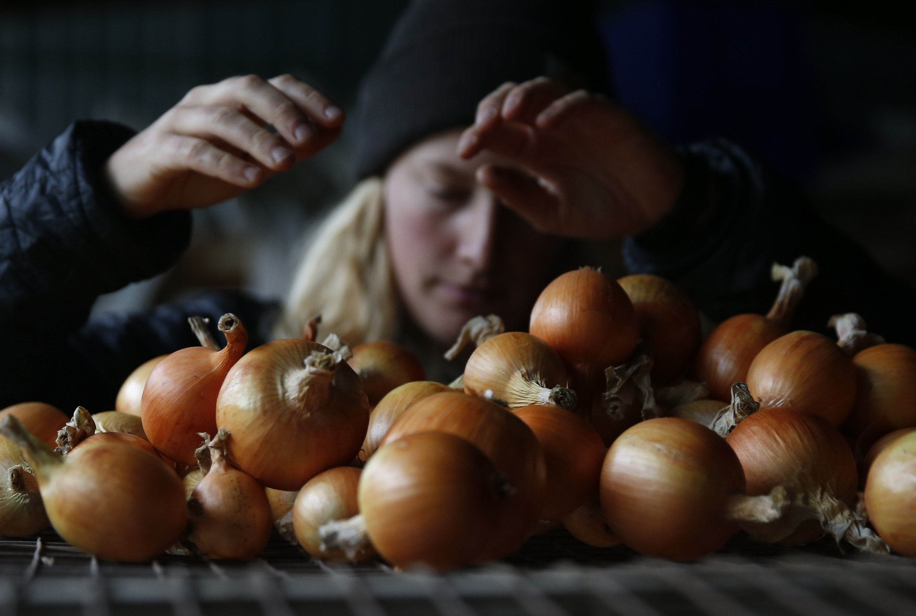 A student sorted onions at the farm in South Burlington, Vt. The program offers a unique combination of hands-on instruction, lectures, and work at nearby farms.