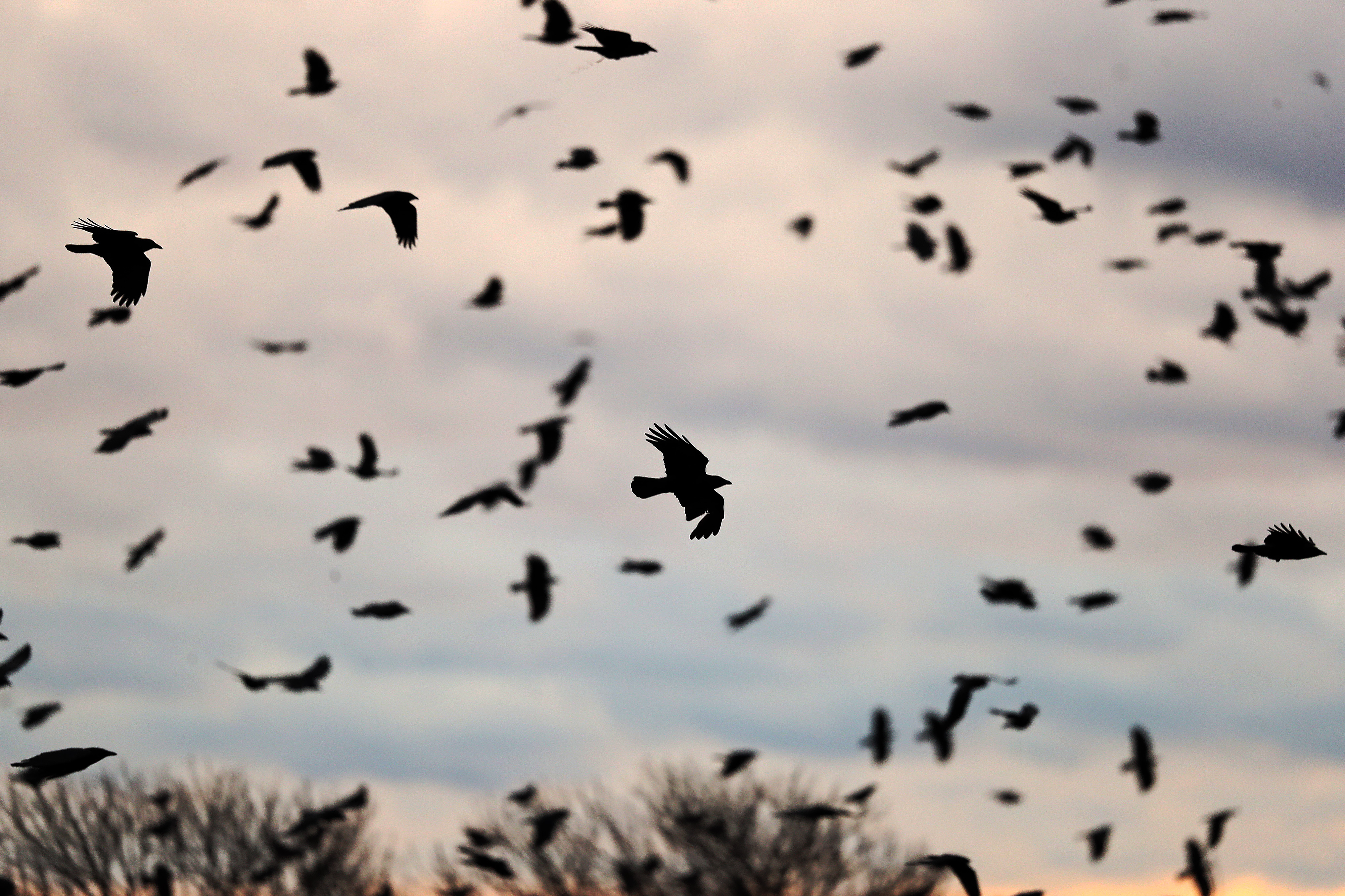 As many as 26,000 crows have been observed in Lawrence this month.