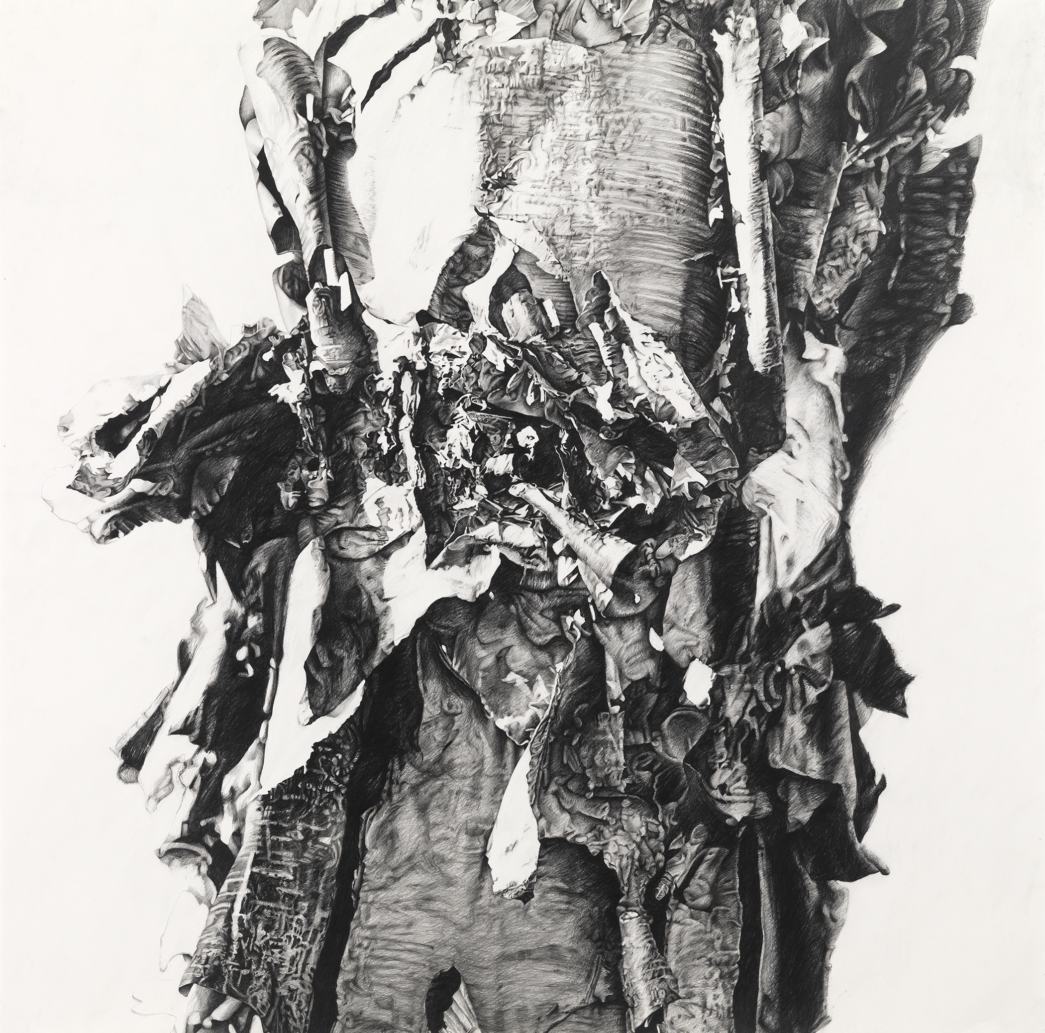 An image from Sandra Allen’s graphite drawing exhibit “Trunks.”