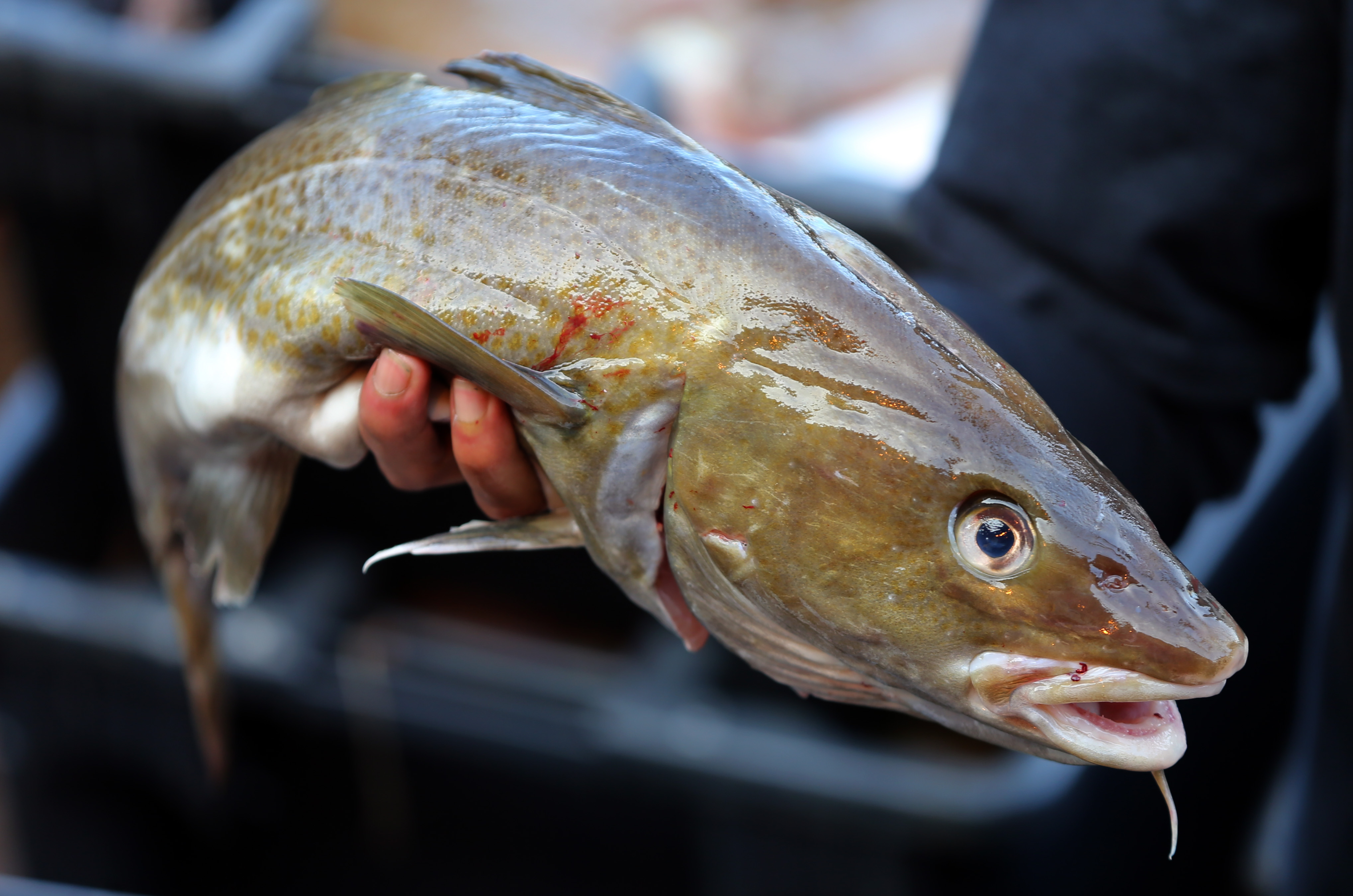 A cod caught on a Gloucester fisherman’s boat.