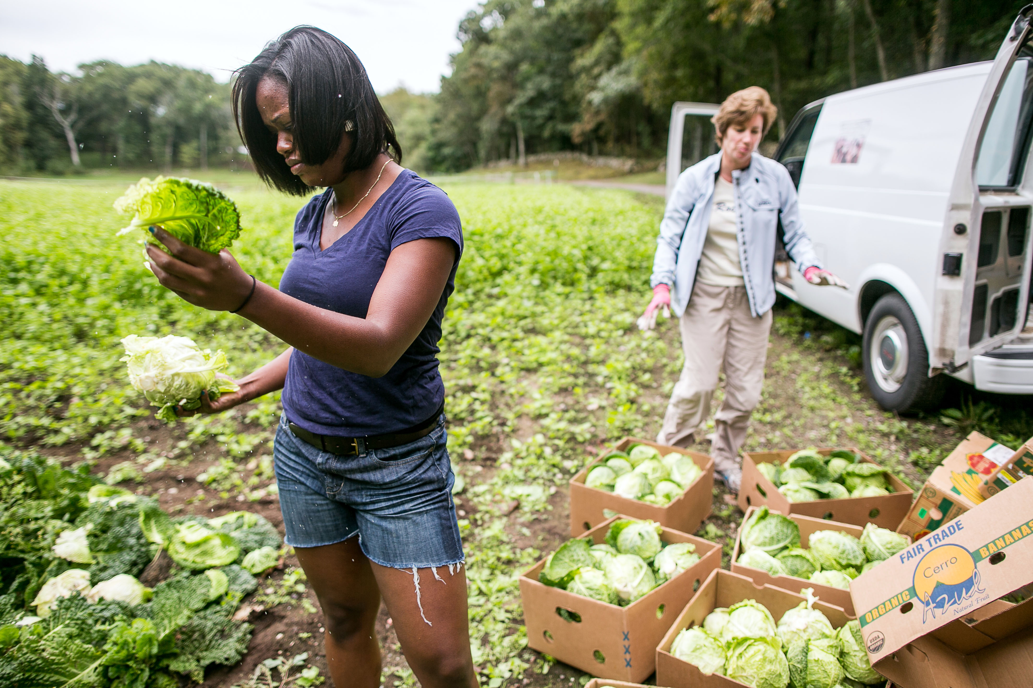 Boston Area Gleaners members Keesa McKoy and Lynn Langton harvest cabbage at First Light Farm in Hamilton.