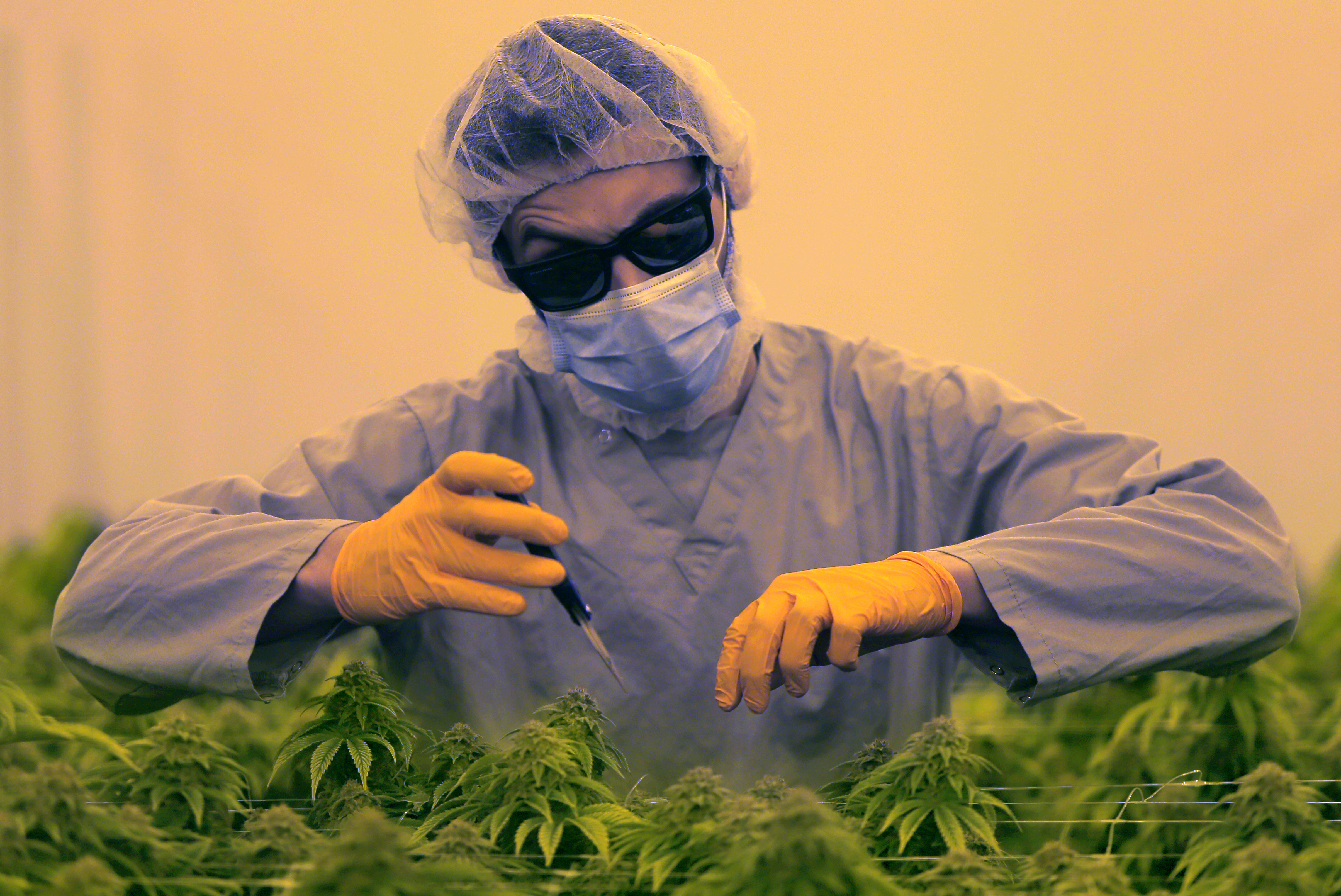 An employee trimmed leaves from marijuana plants so they use their energy growing buds.