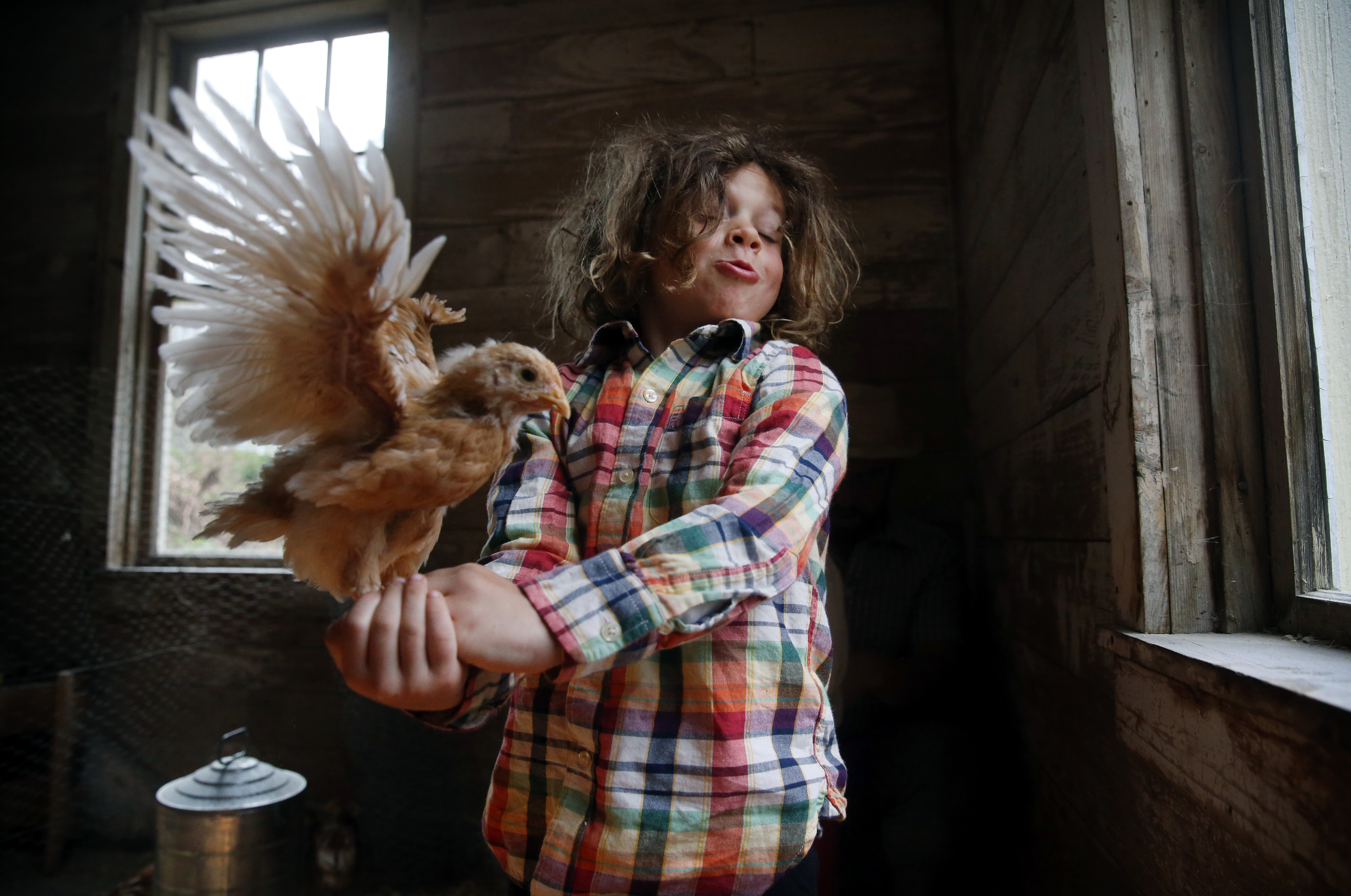 Adar Fainsilber, 5, fed the fowl at his home in Morrisville, Vt. His father is the rabbi at the Jewish Community of Greater Stowe.