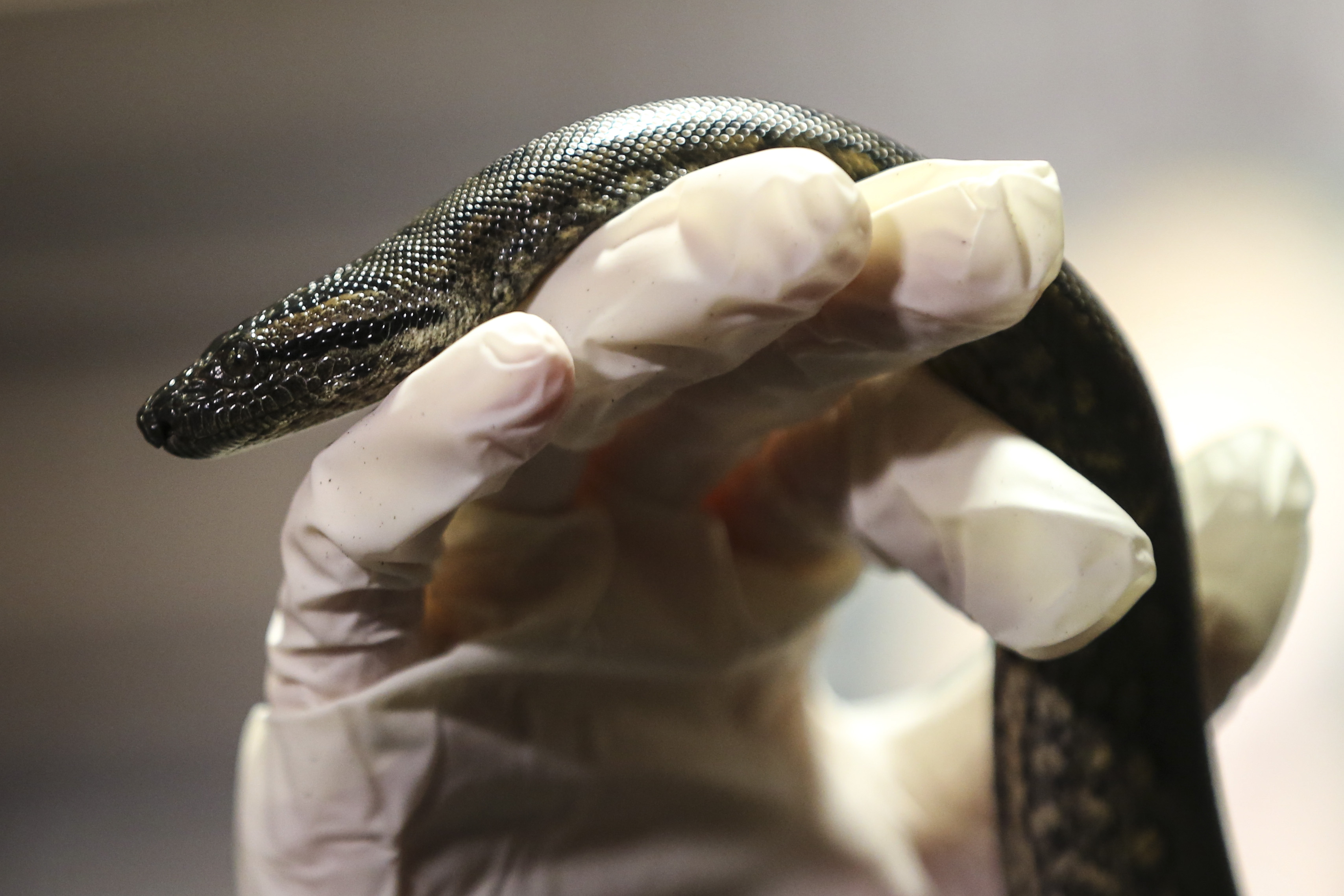 A mystery at the New England Aquarium How did 2 baby anacondas arrive