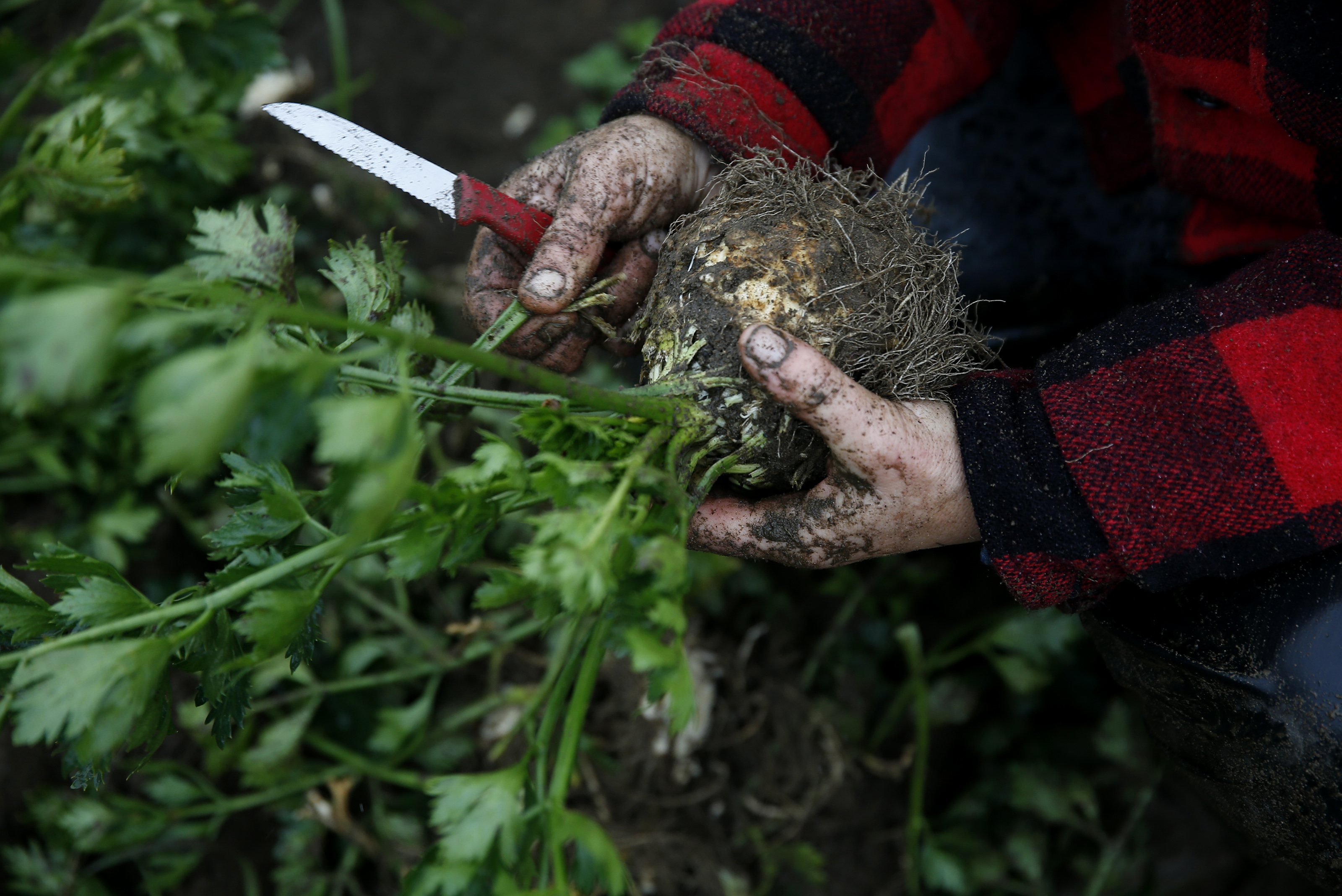 Rachel Stievater, Co-Director, Catamount Farm Manager and Instructor worked with students to harvest celeriac.
