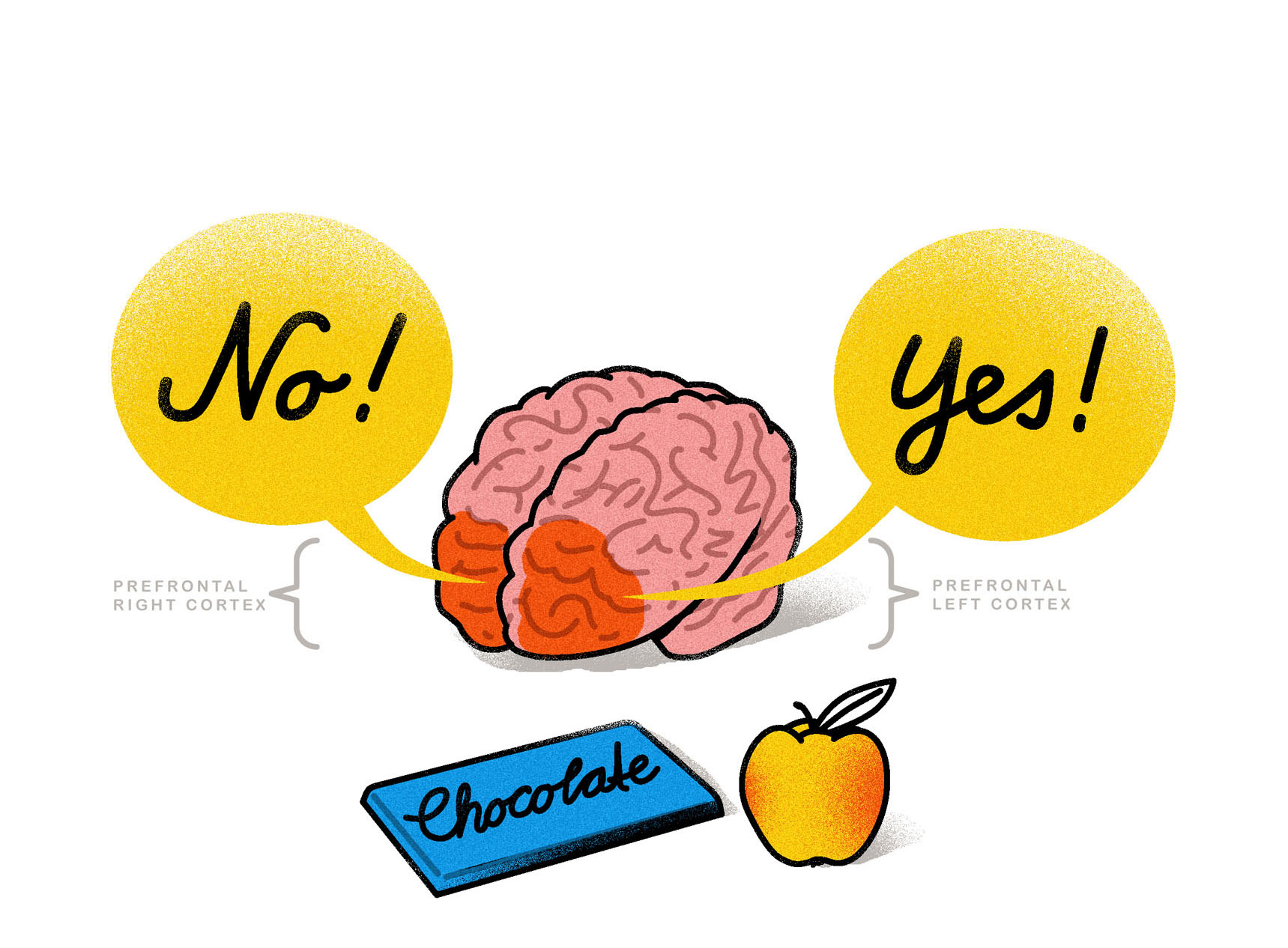 Facing a decision over whether to eat a nutritious apple or decadent chocolate bar activates the brain’s prefrontal cortex. The right side propels you to say no to the chocolate temptation while the left side encourages you to say yes to the apple to curb your hunger.