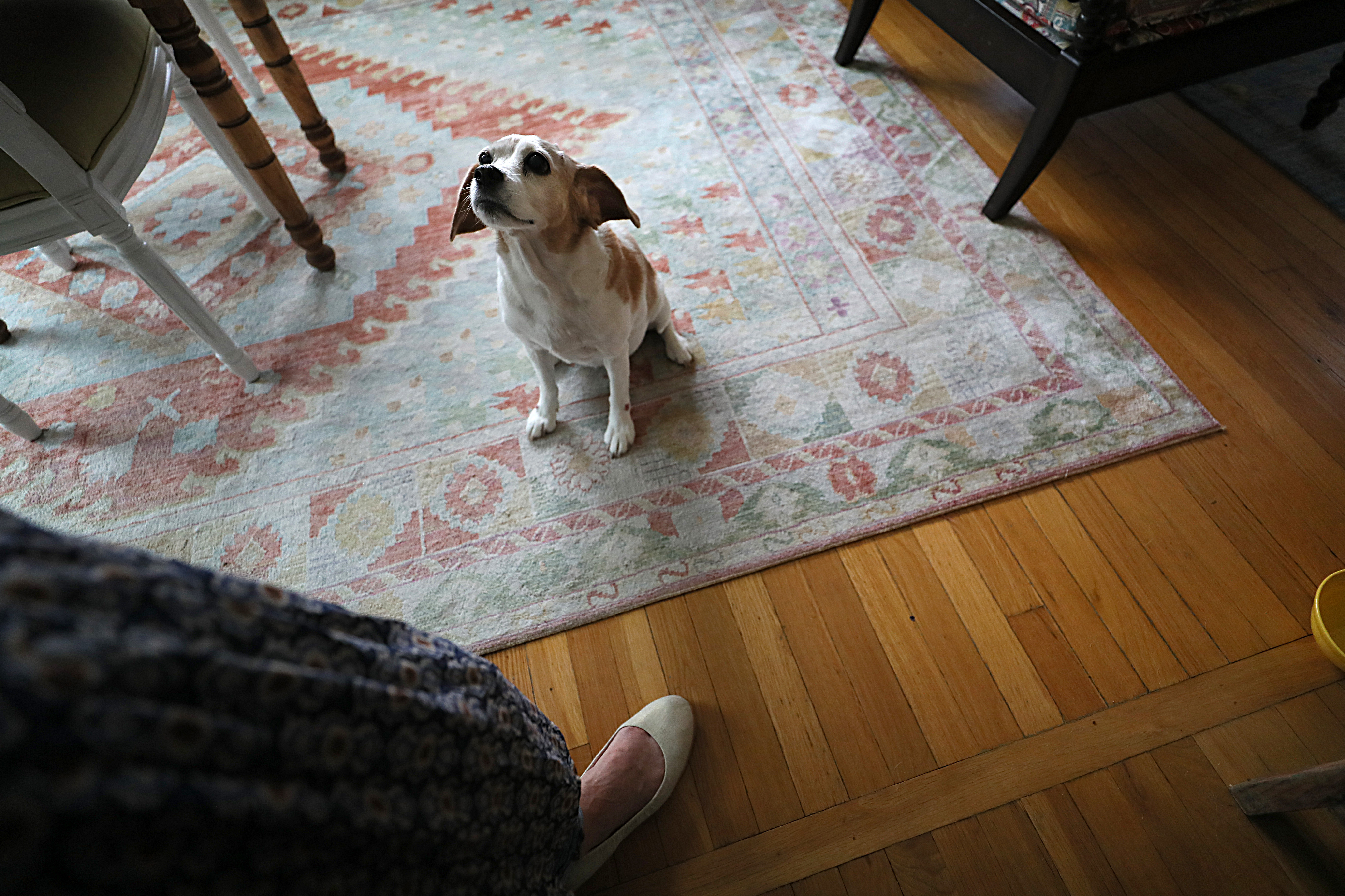 Tildy the dog looked up at her owner, Lizzy Flanagan.