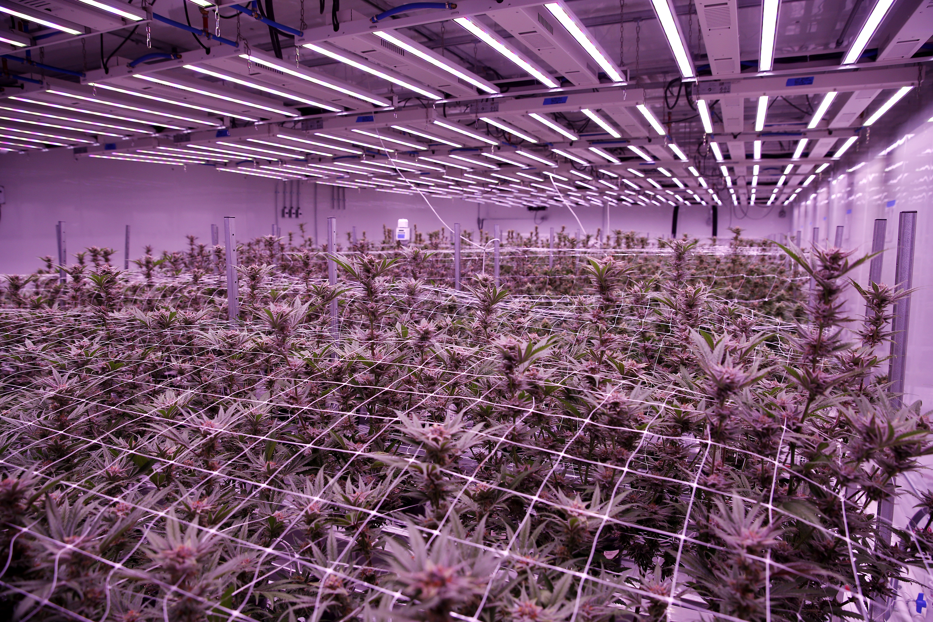 Marijuana plants grow inside a flowering room at Revolutionary Clinics marijuana cultivation facility.