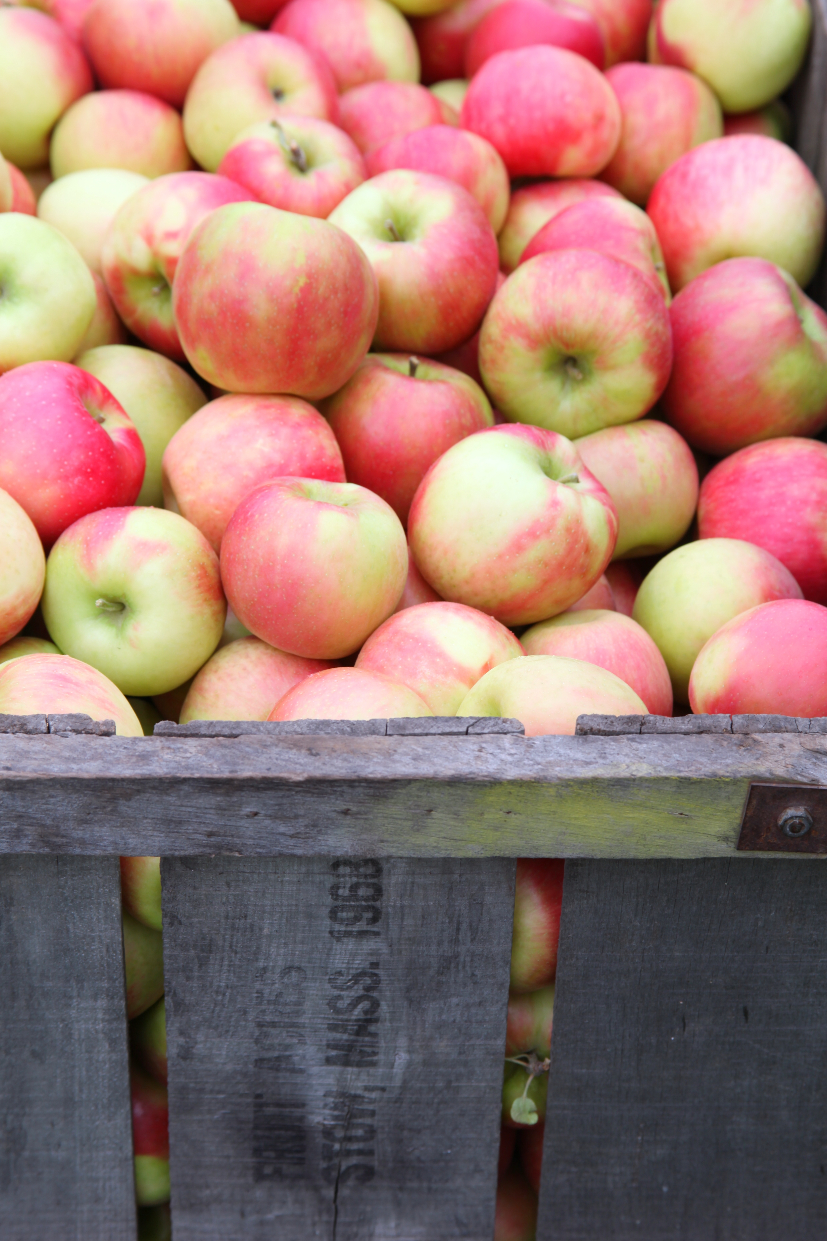 Apples at Shelburne Farm in Stow.