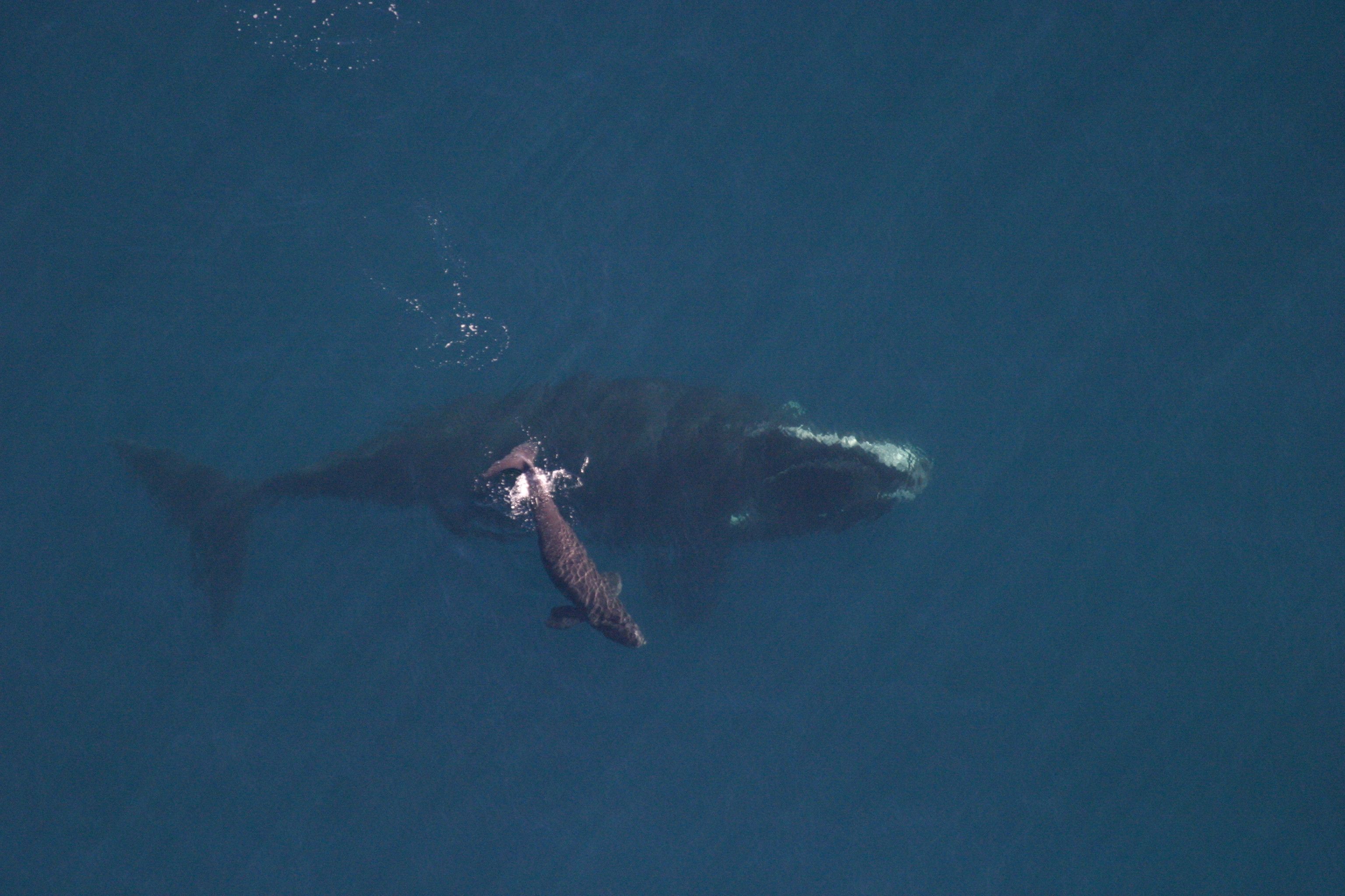 Dragon with her first calf on Feb. 8, 2008.