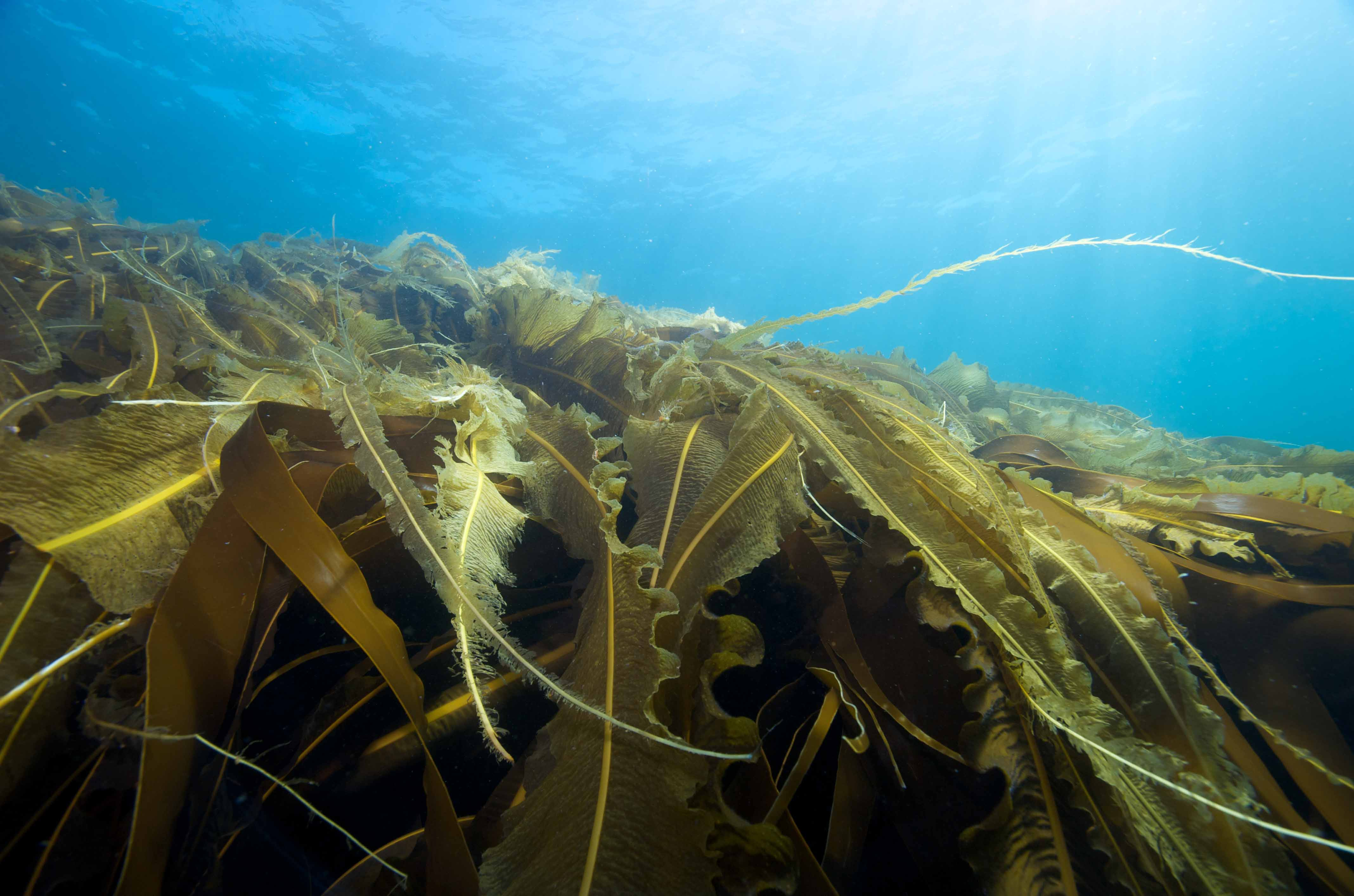 Healthy kelp in the Gulf of St. Lawrence in Canada.