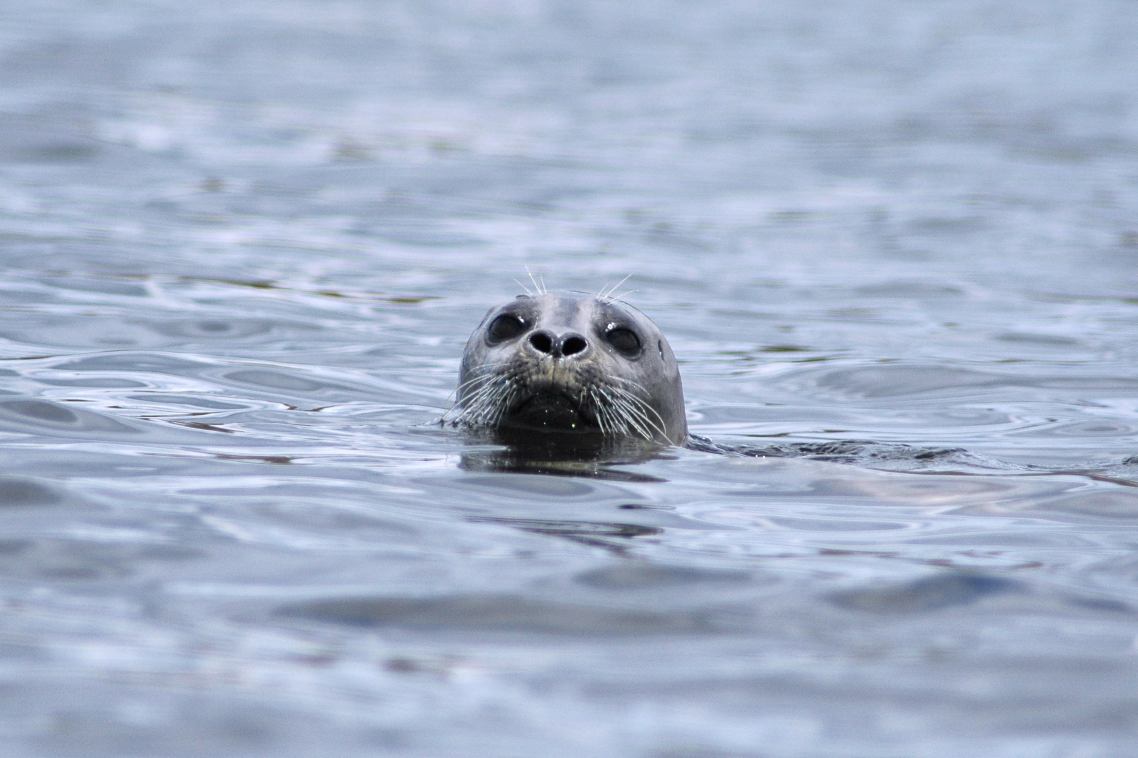 A seal on the water.