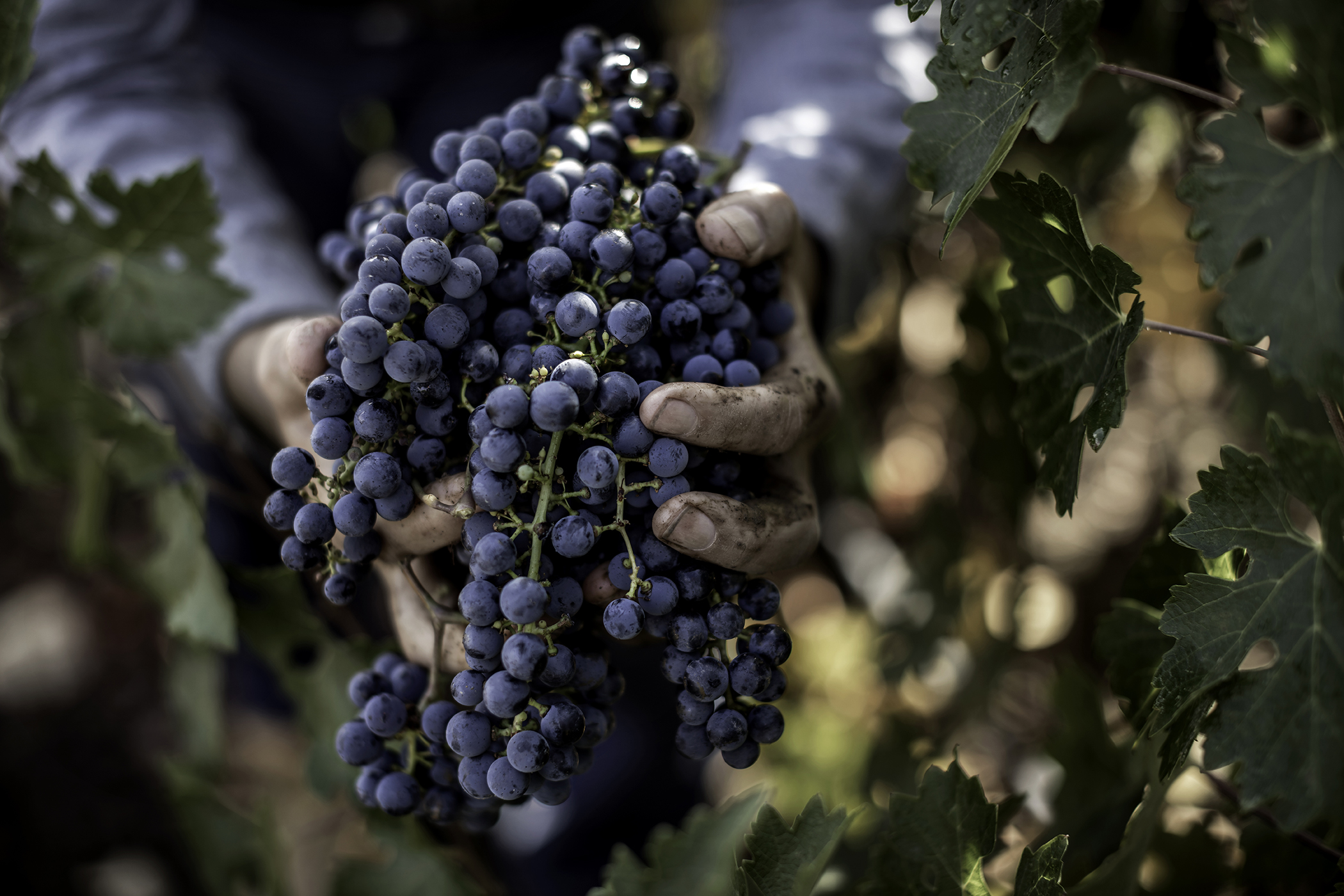 Grapes at harvest time.