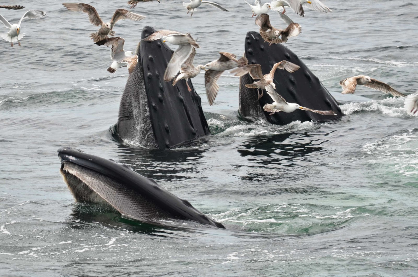 Humpback whales at Stellwagen Bank.