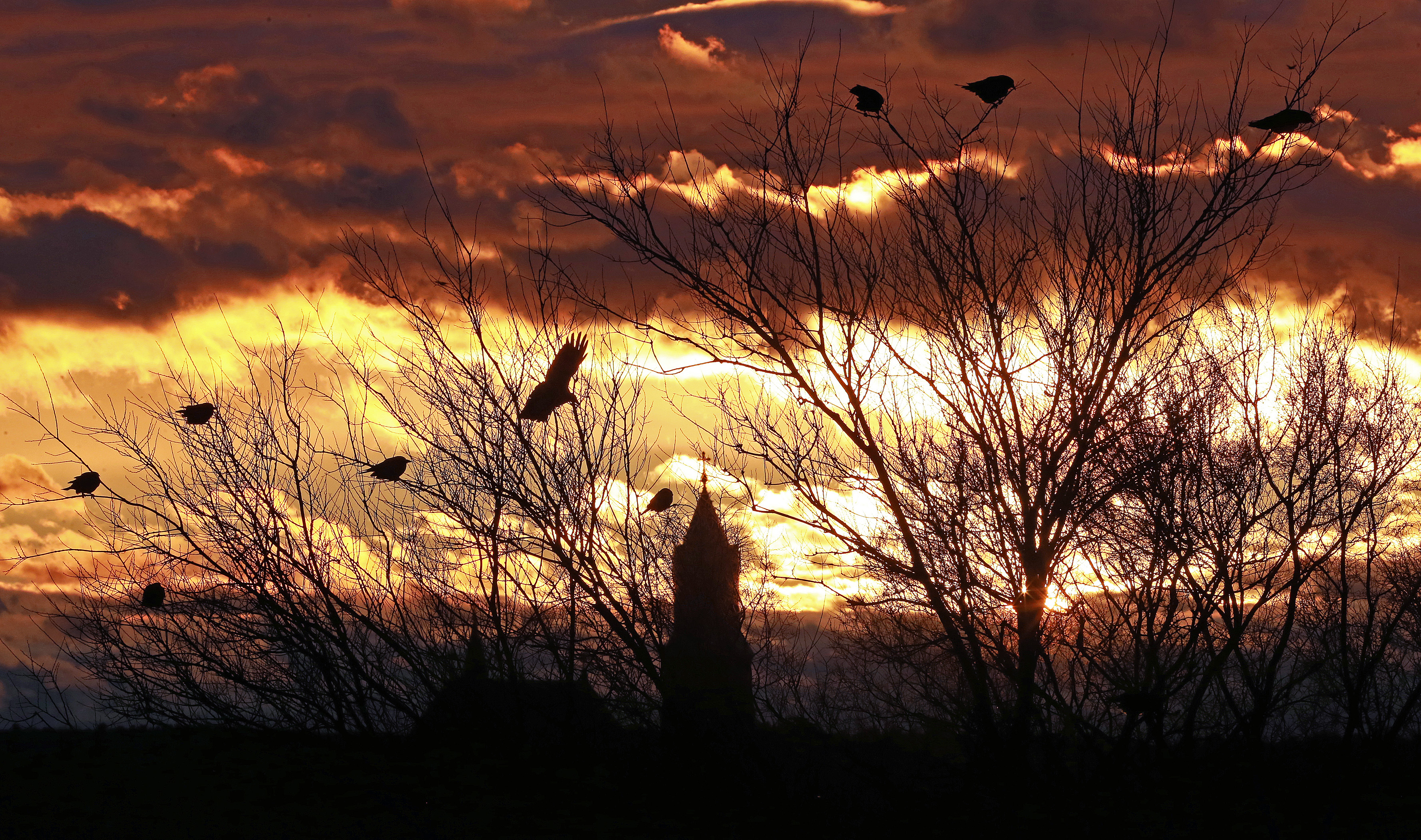 Crows can be seen flying in the sky near Lawrence’s South Common at sunset.