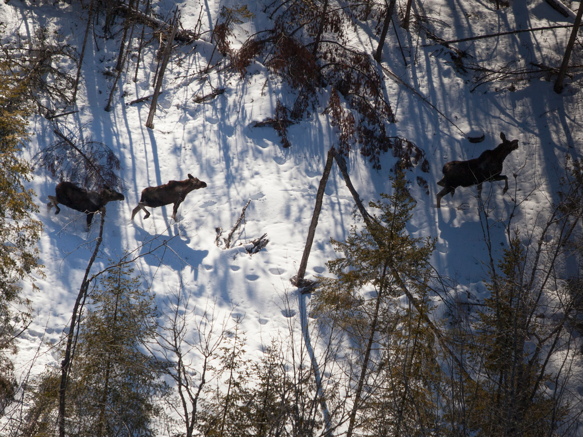 Three moose, spotted from a helicopter, are among the 76,000 counted thus far in Maine’s first aerial census.