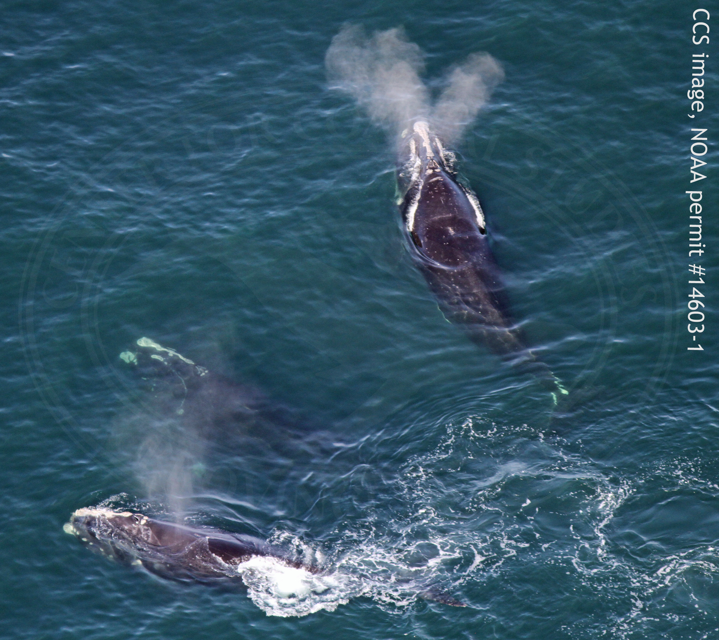 There has been an increase in the number of North Atlantic right whales in Cape Cod Bay.
