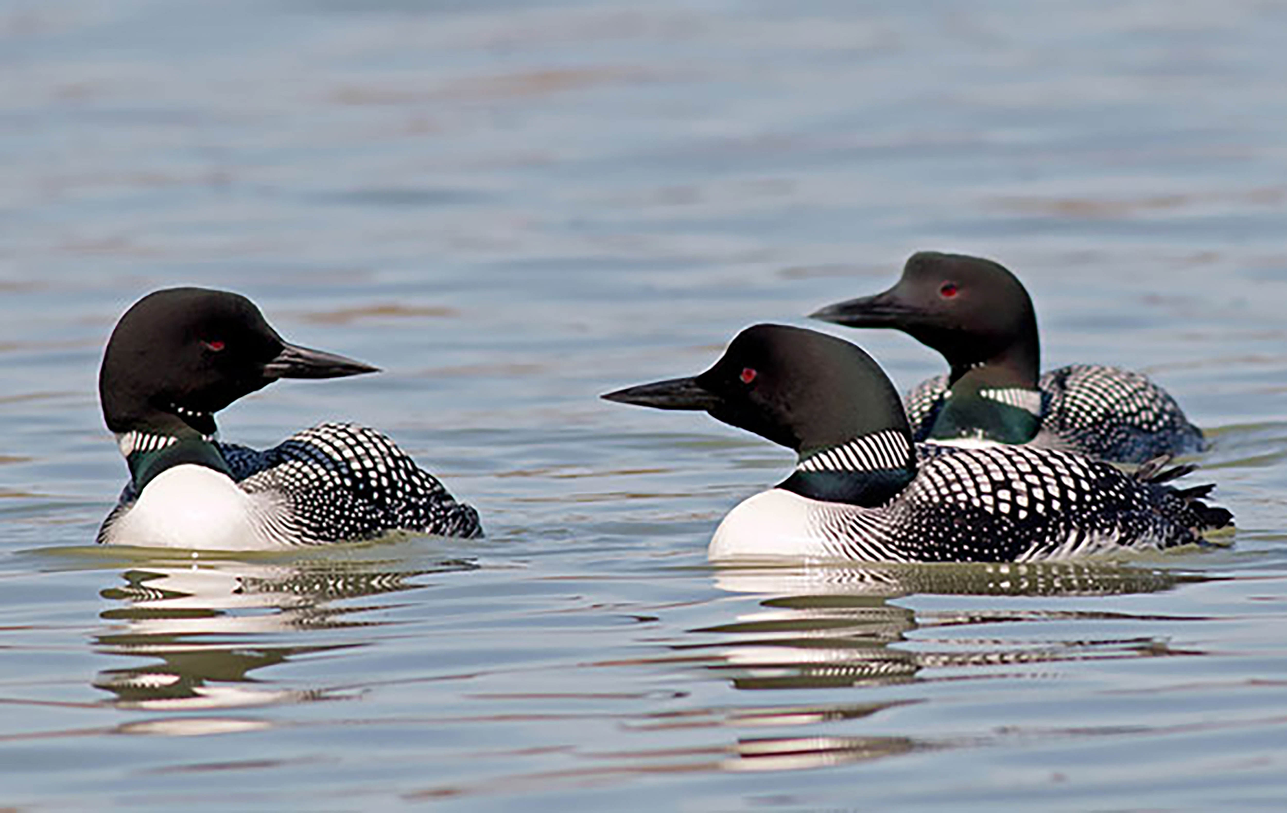Loons gather on Lake Sunapee.