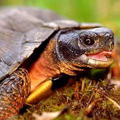 Wood turtles can live to be 100 years old.