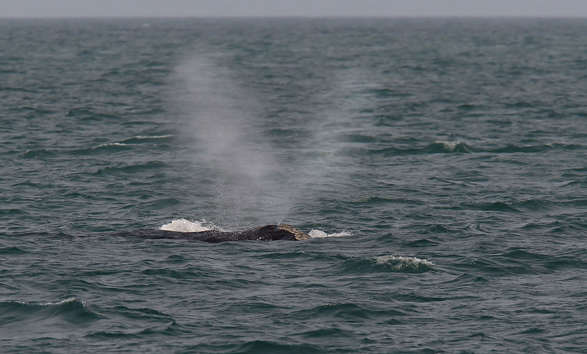 A right whale surfaced off the coast of Provincetown, making a V-shaped spray of water from its blowhole.