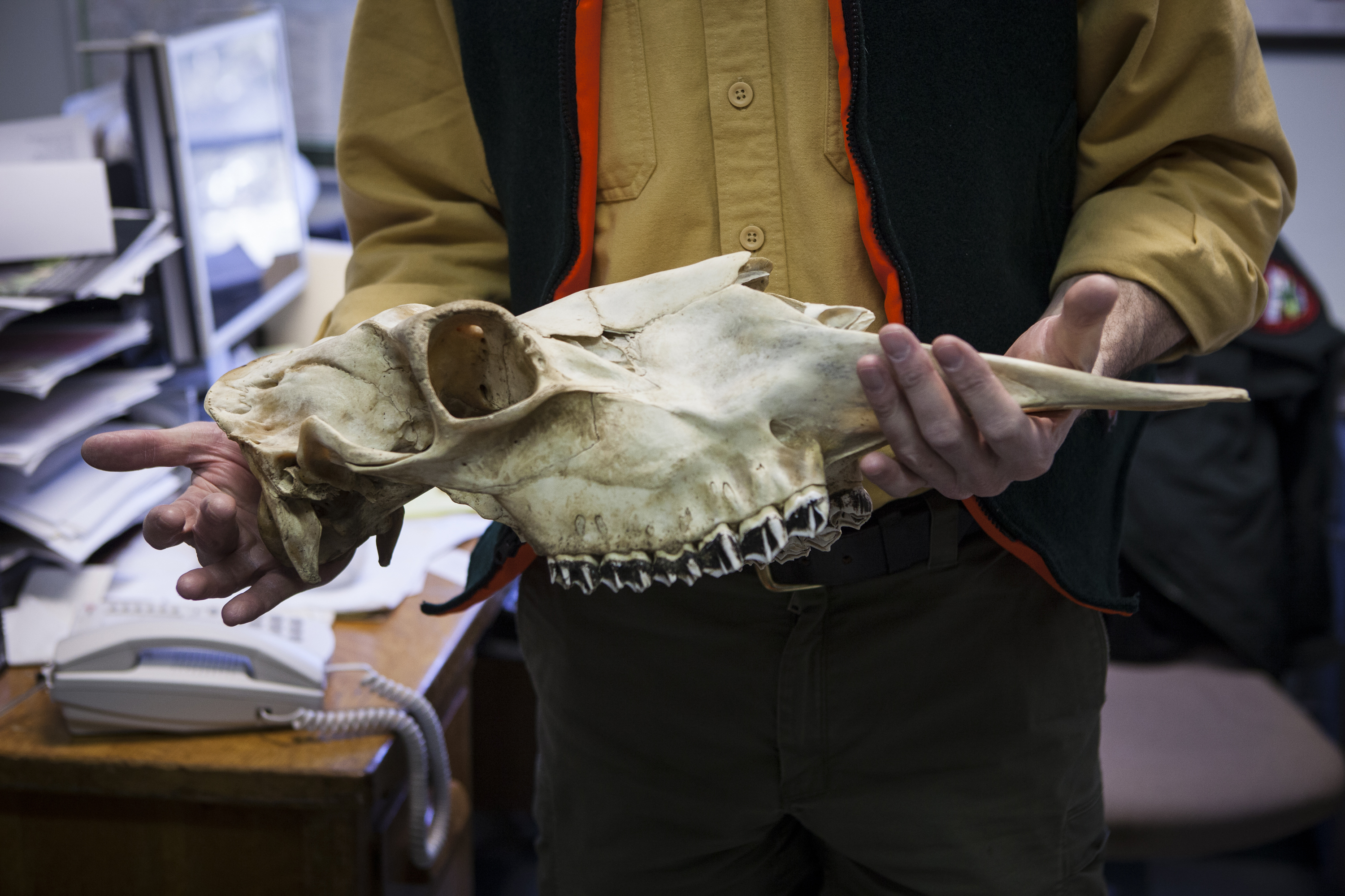 Lee Kantar, holding a moose skull, says Maine has far more moose than thought but urges caution on hunting permits.