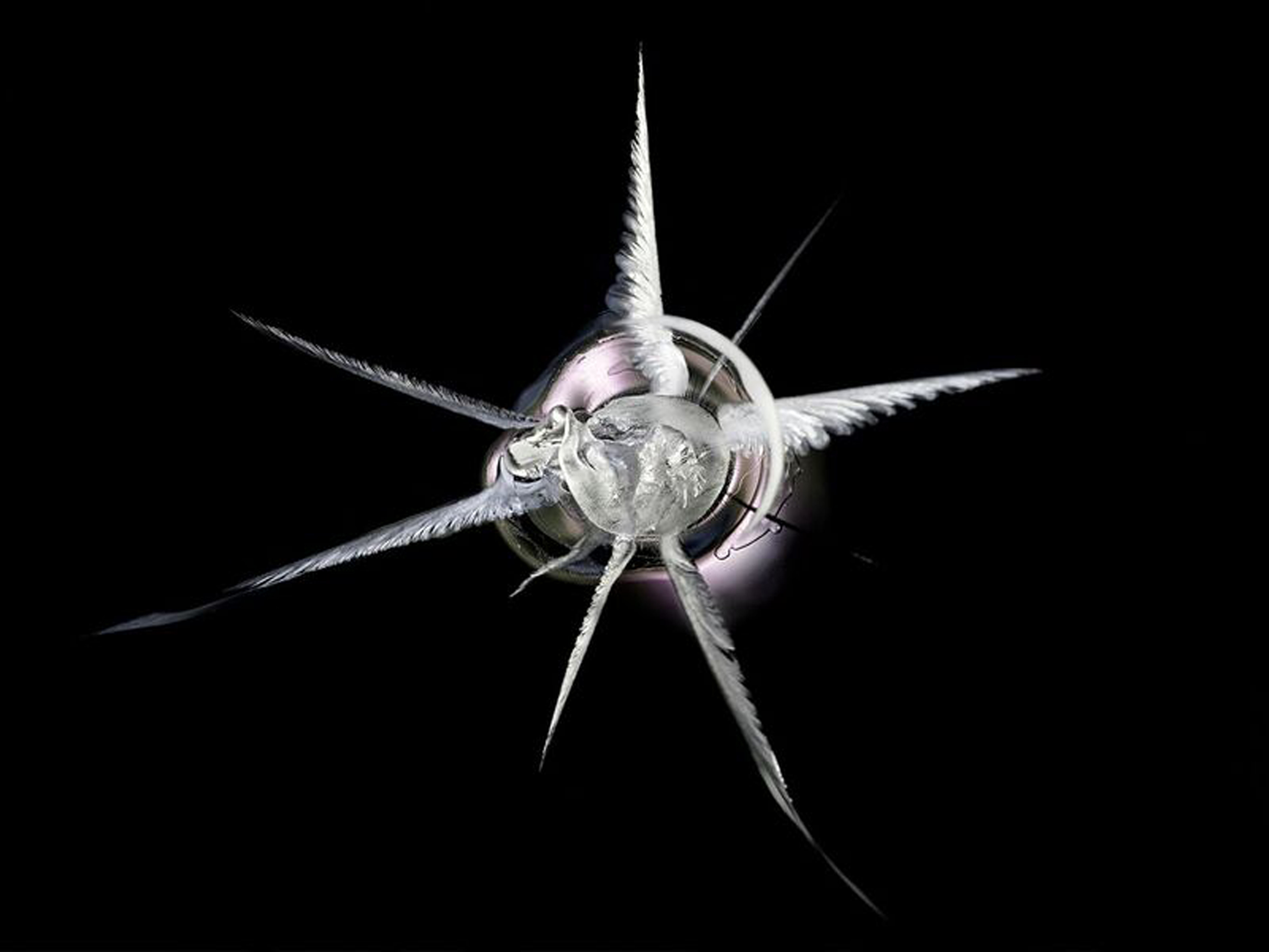 Deborah Bay’s “.38 Special.”