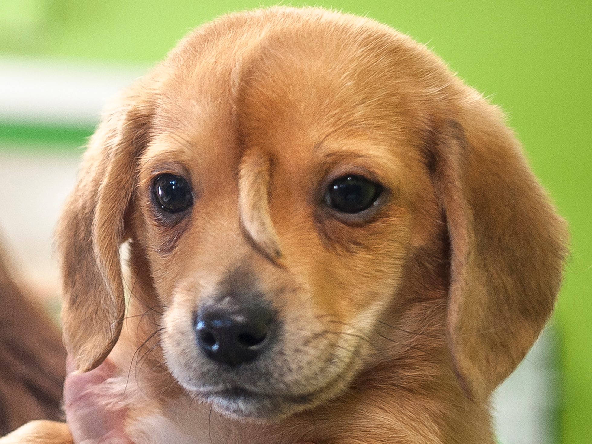 The 10-week-old golden retriever puppy with a small tail growing between his eyes, dubbed "Narwhal."