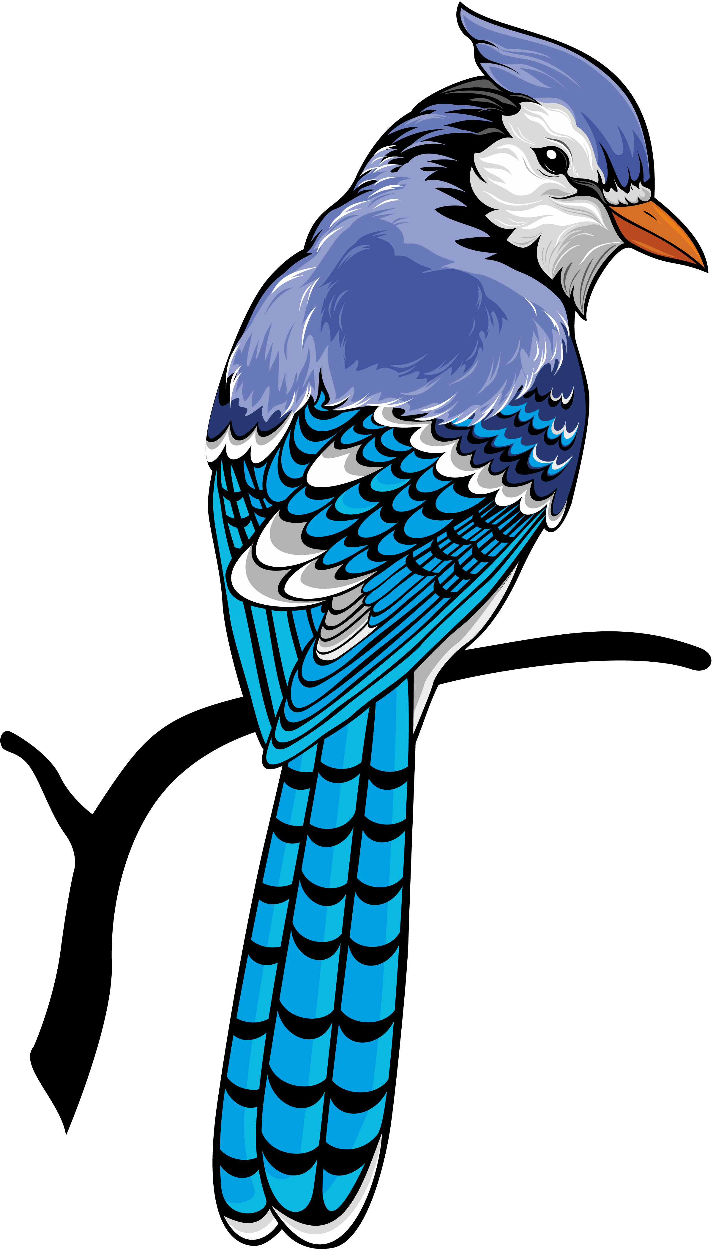 Blue Jay